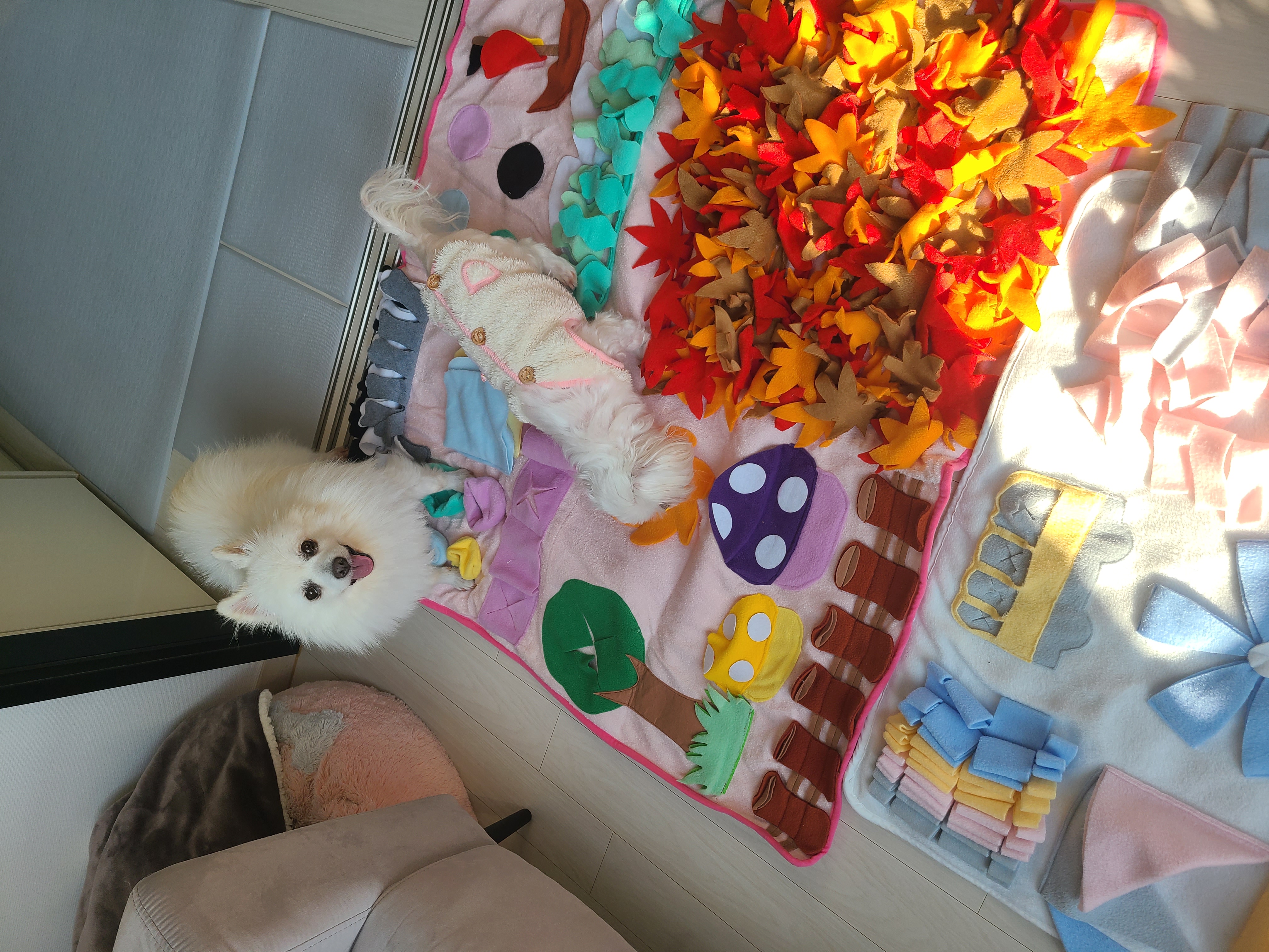 단비 (포동이) 입양 3일차입니다^^