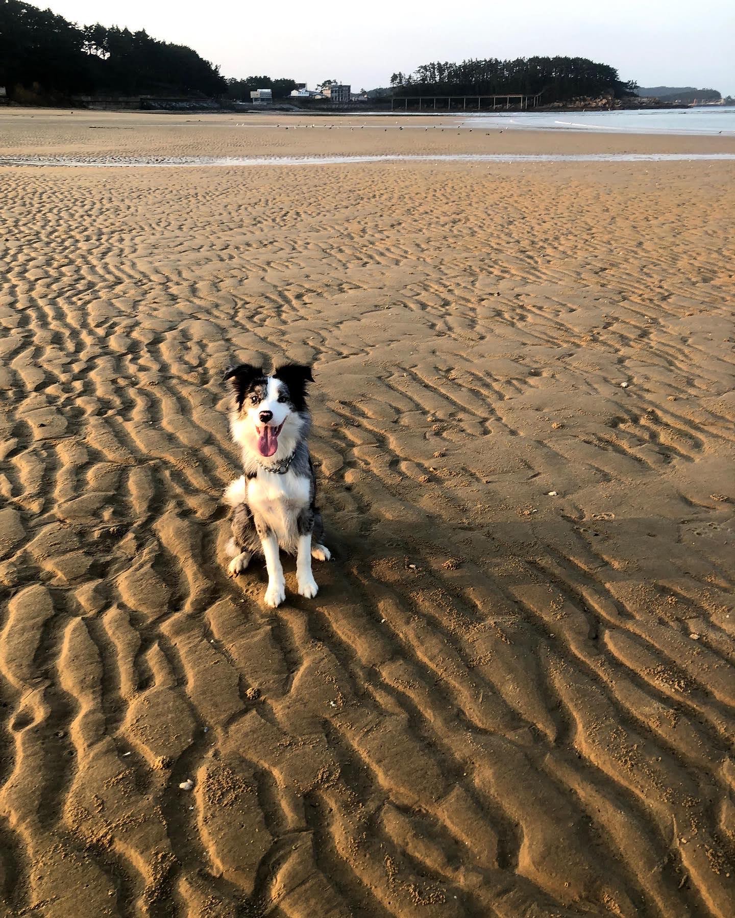 샤인이 잘 지내고 있습니다^^