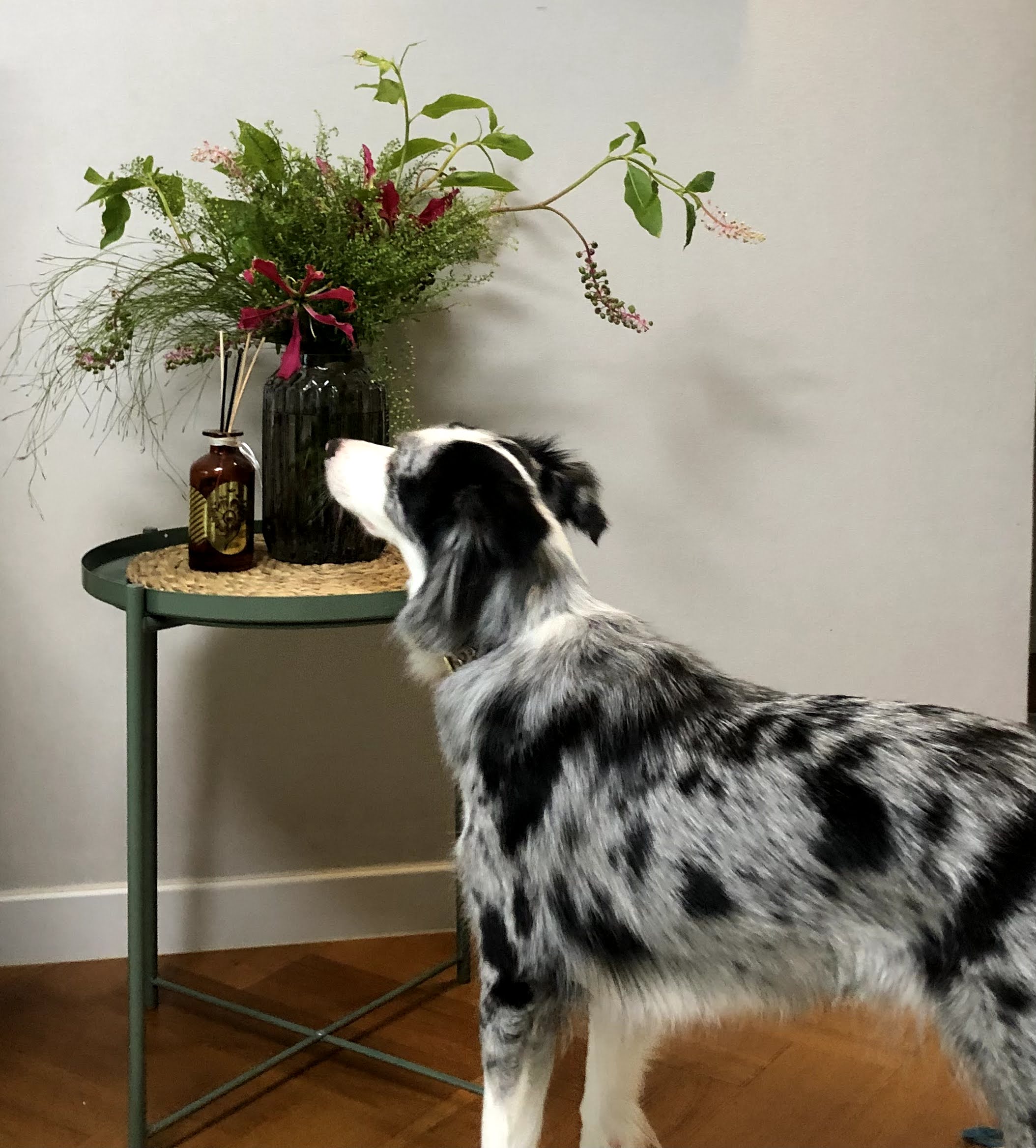 샤인이 잘 지내고 있습니다^^