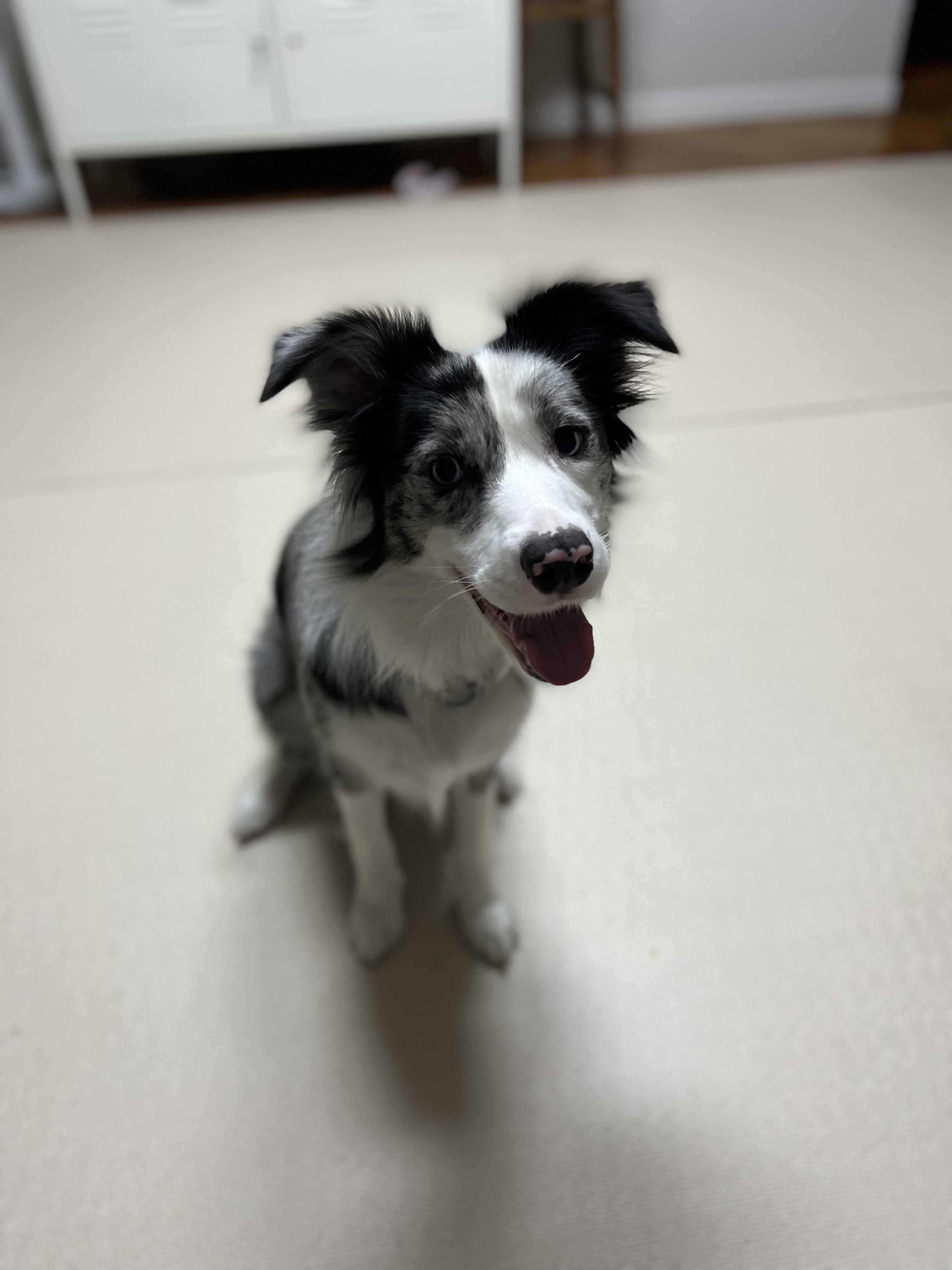 샤인이 잘 지내고 있습니다^^