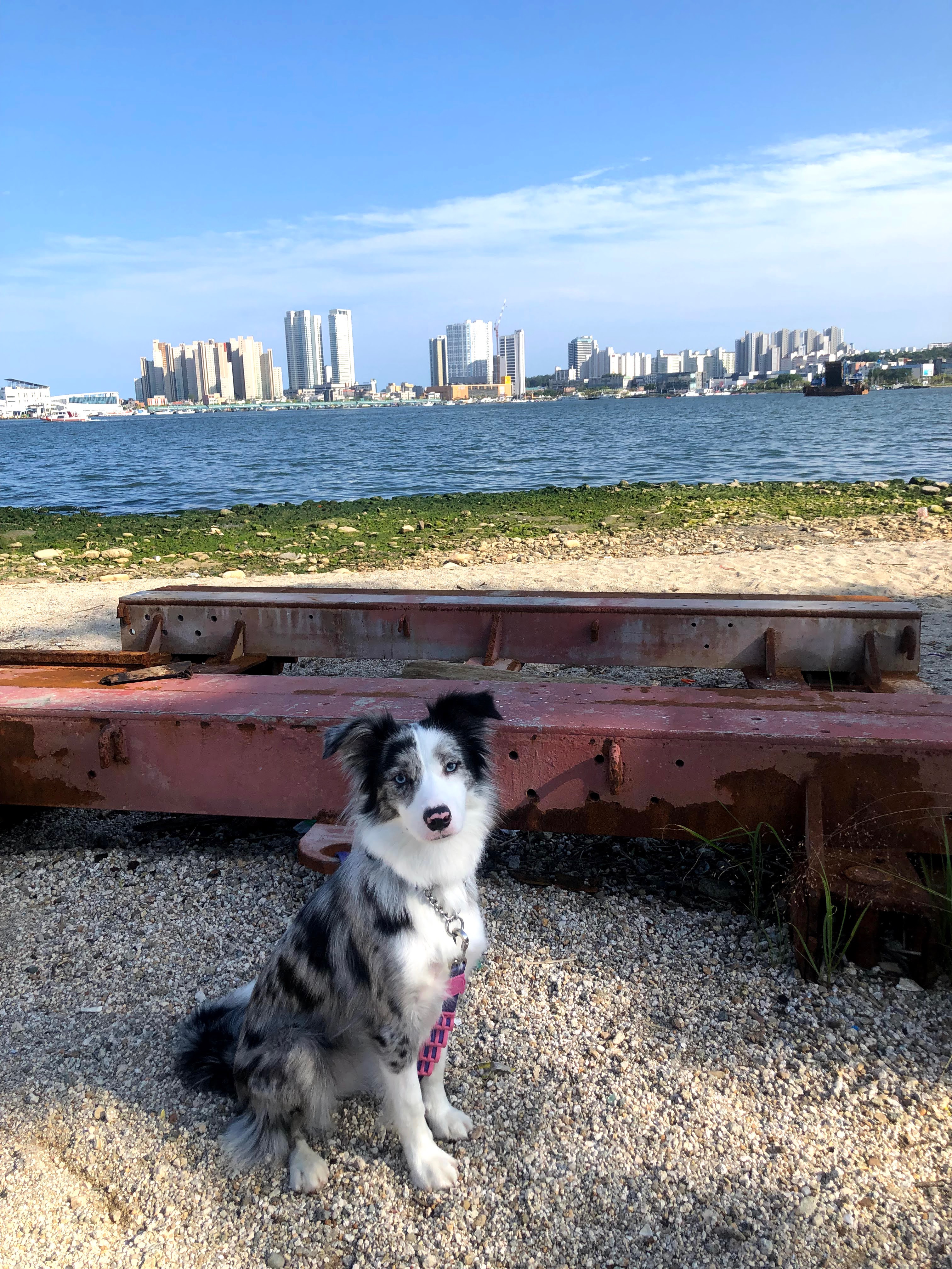 샤인이 잘 지내고 있습니다^^