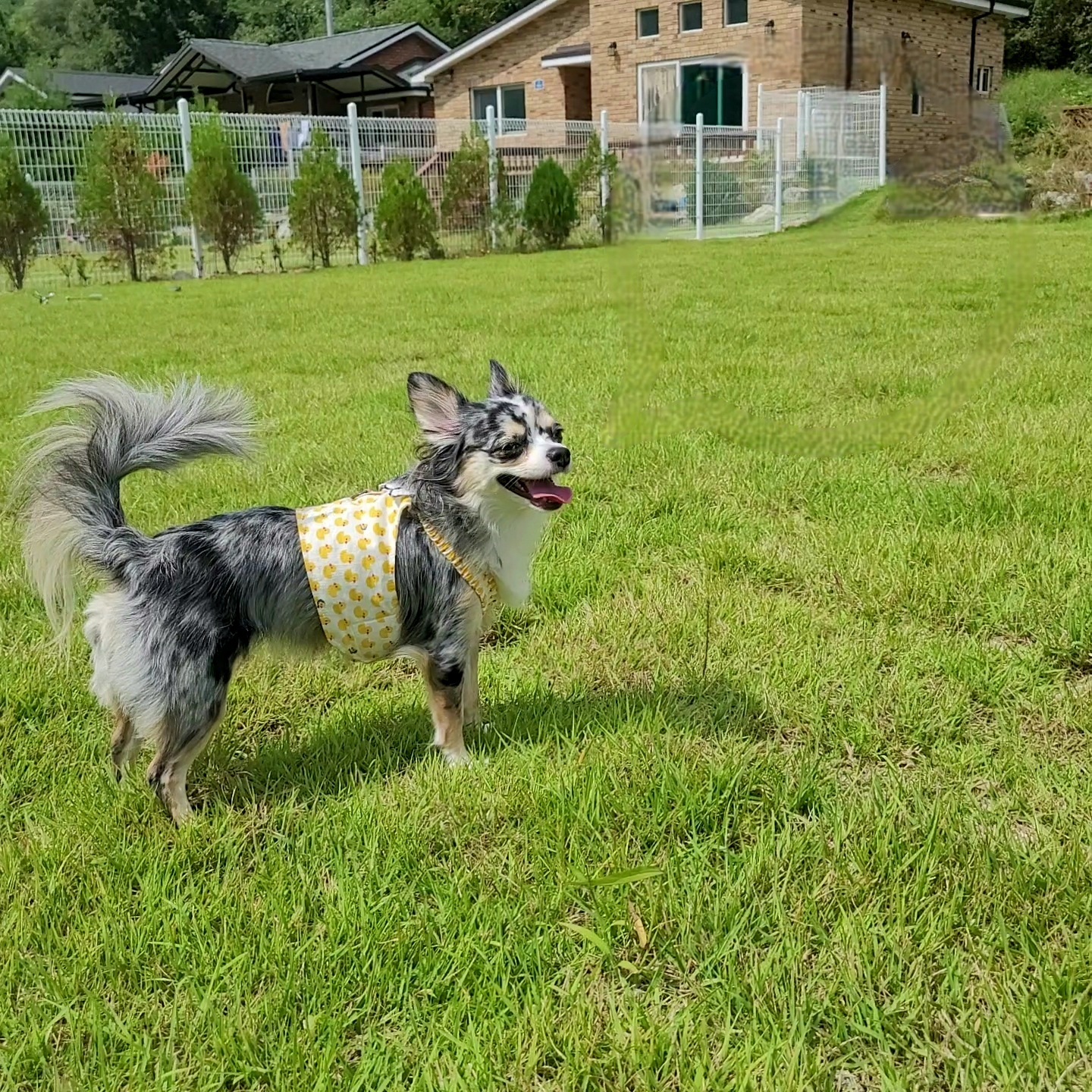 쁘띠 열여섯번째 이야기(평택번식장 태태막둥이)