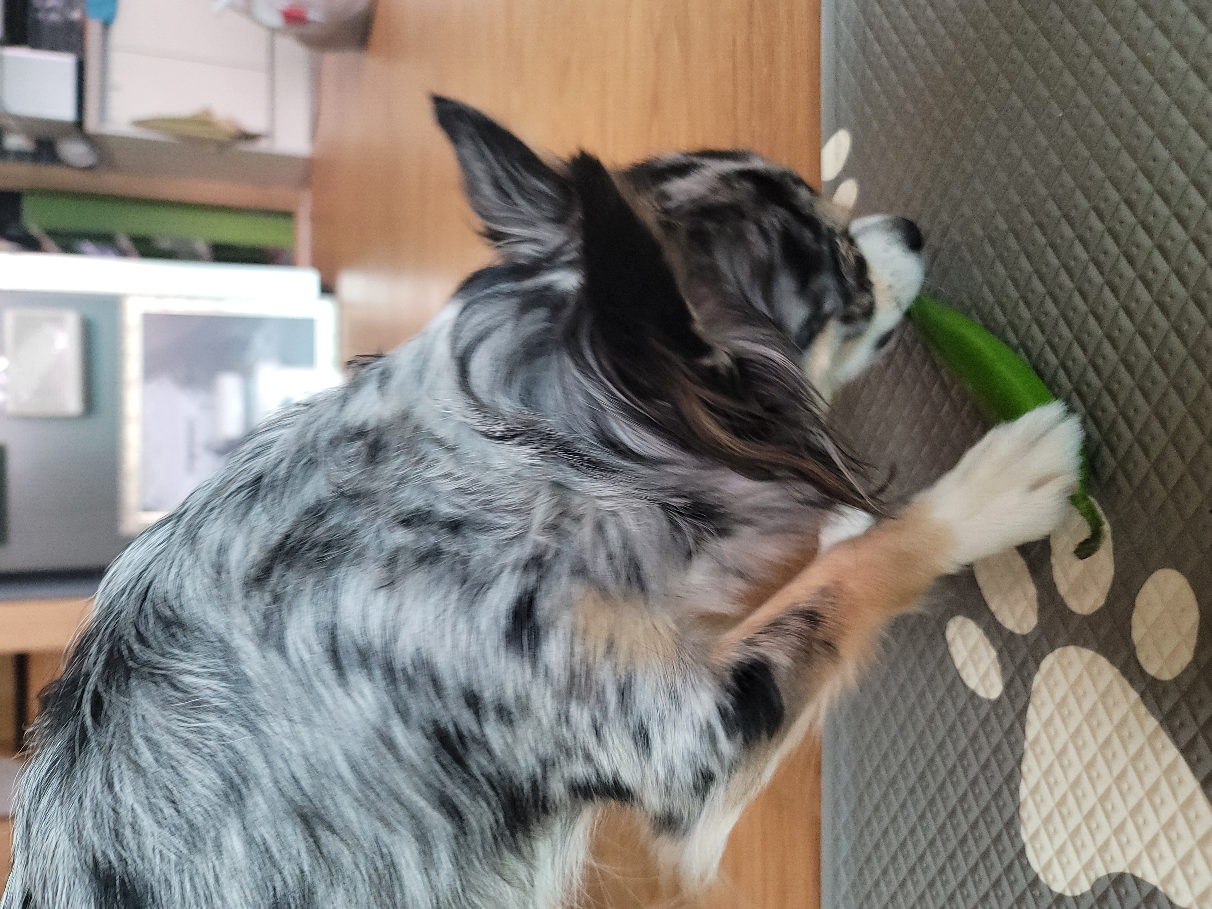 쁘띠 열여섯번째 이야기(평택번식장 태태막둥이)