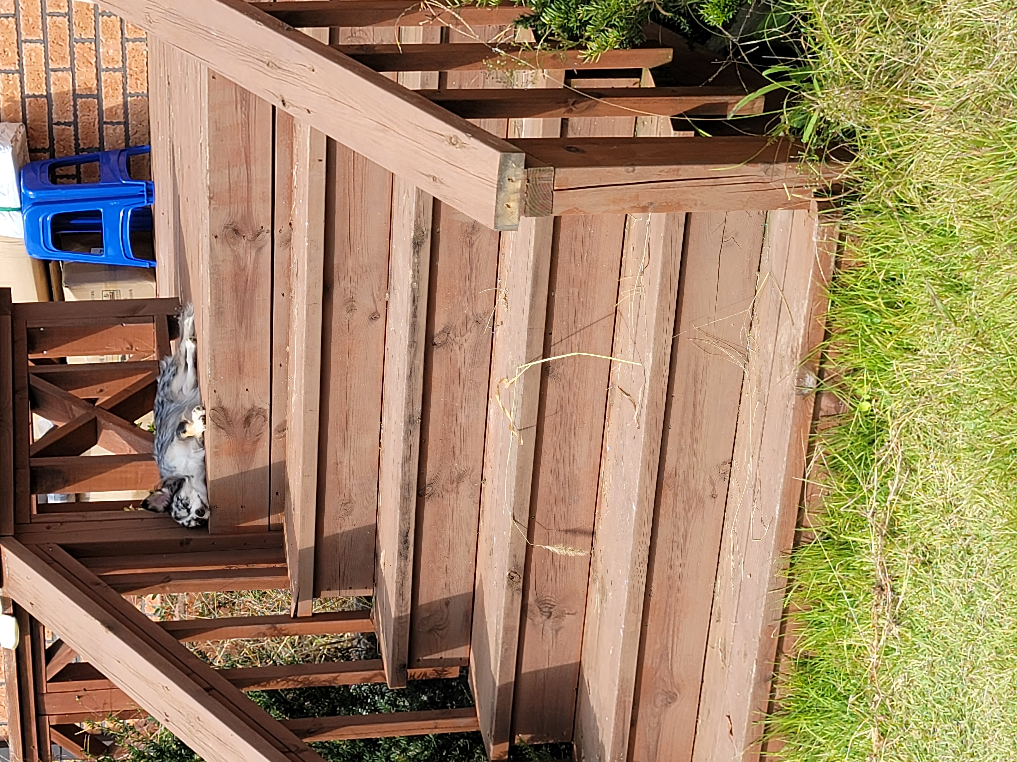 쁘띠 열여섯번째 이야기(평택번식장 태태막둥이)