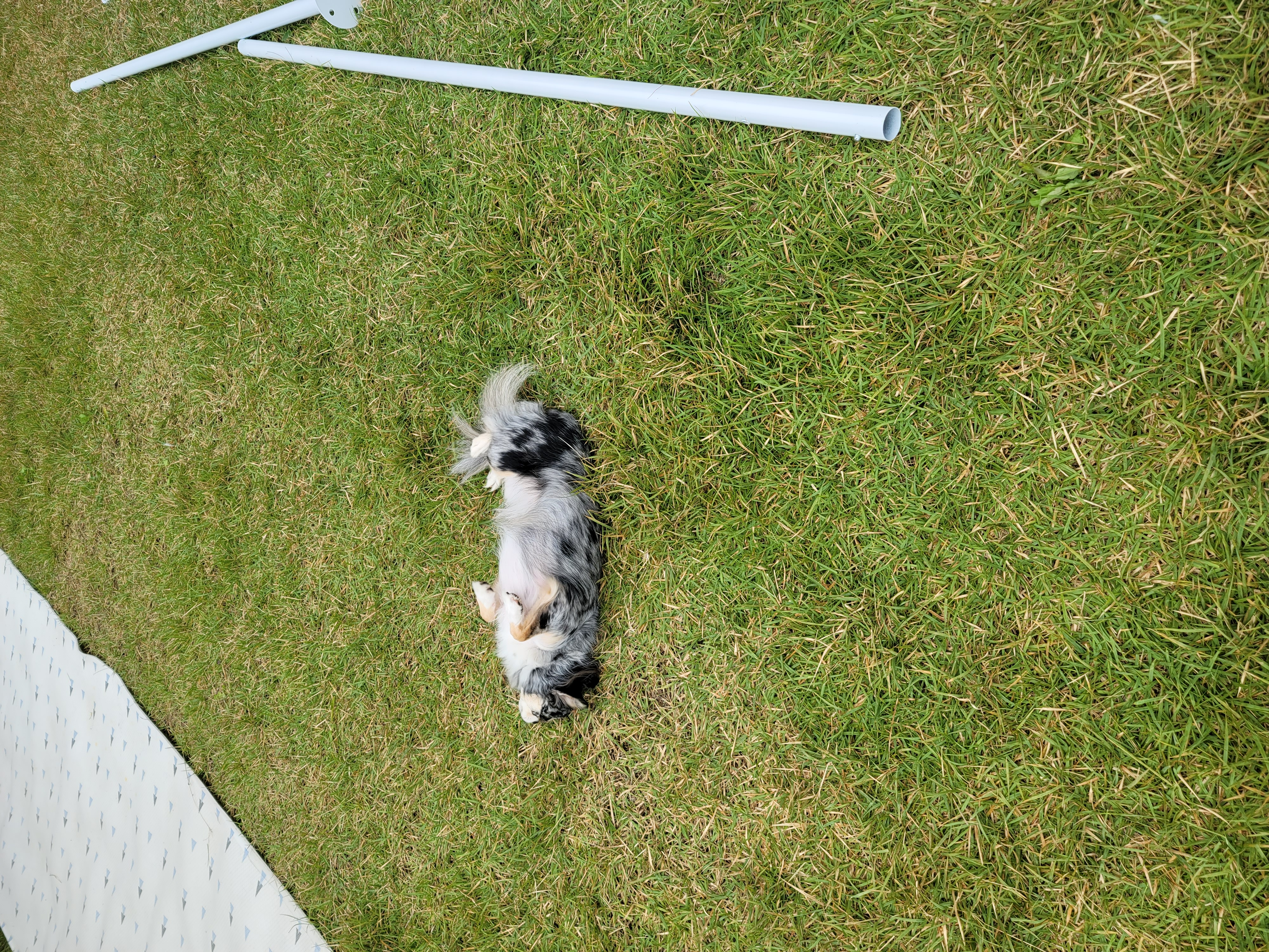 쁘띠 열여섯번째 이야기(평택번식장 태태막둥이)