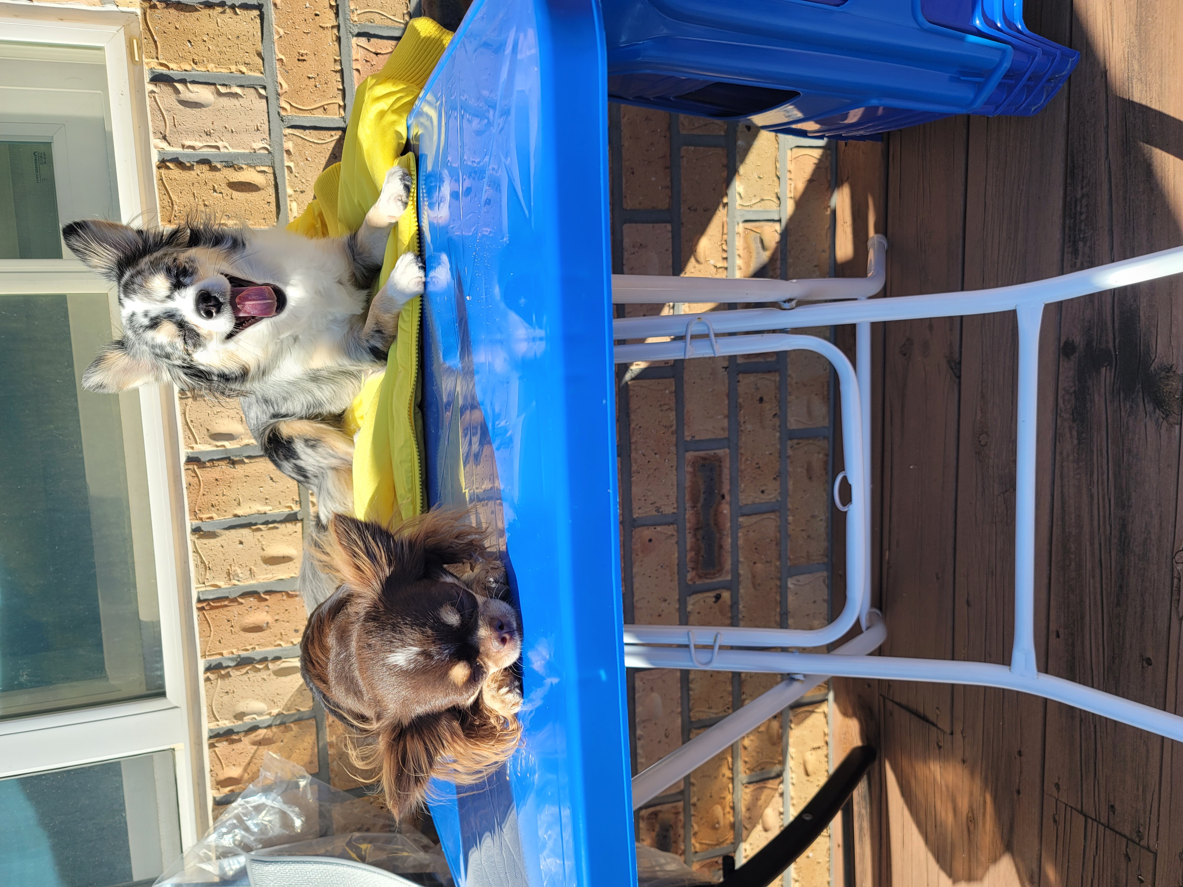 쁘띠 열여섯번째 이야기(평택번식장 태태막둥이)