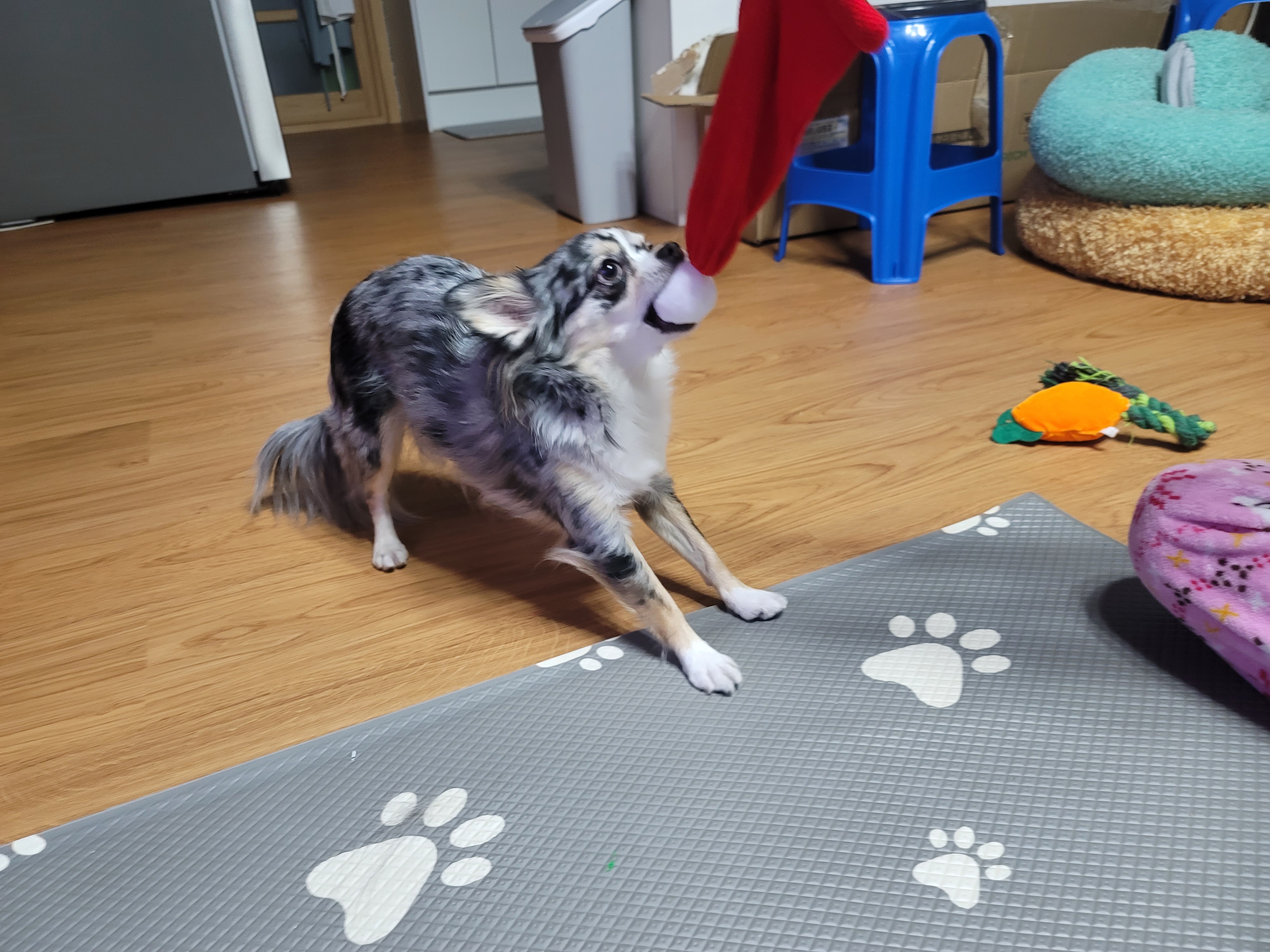 쁘띠 열여섯번째 이야기(평택번식장 태태막둥이)