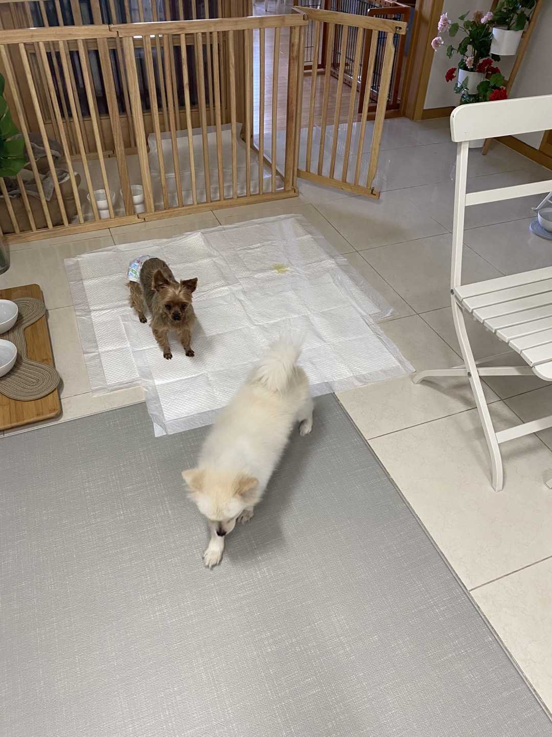 오즈와/꾸미 입양/임보 이야기 첫번째