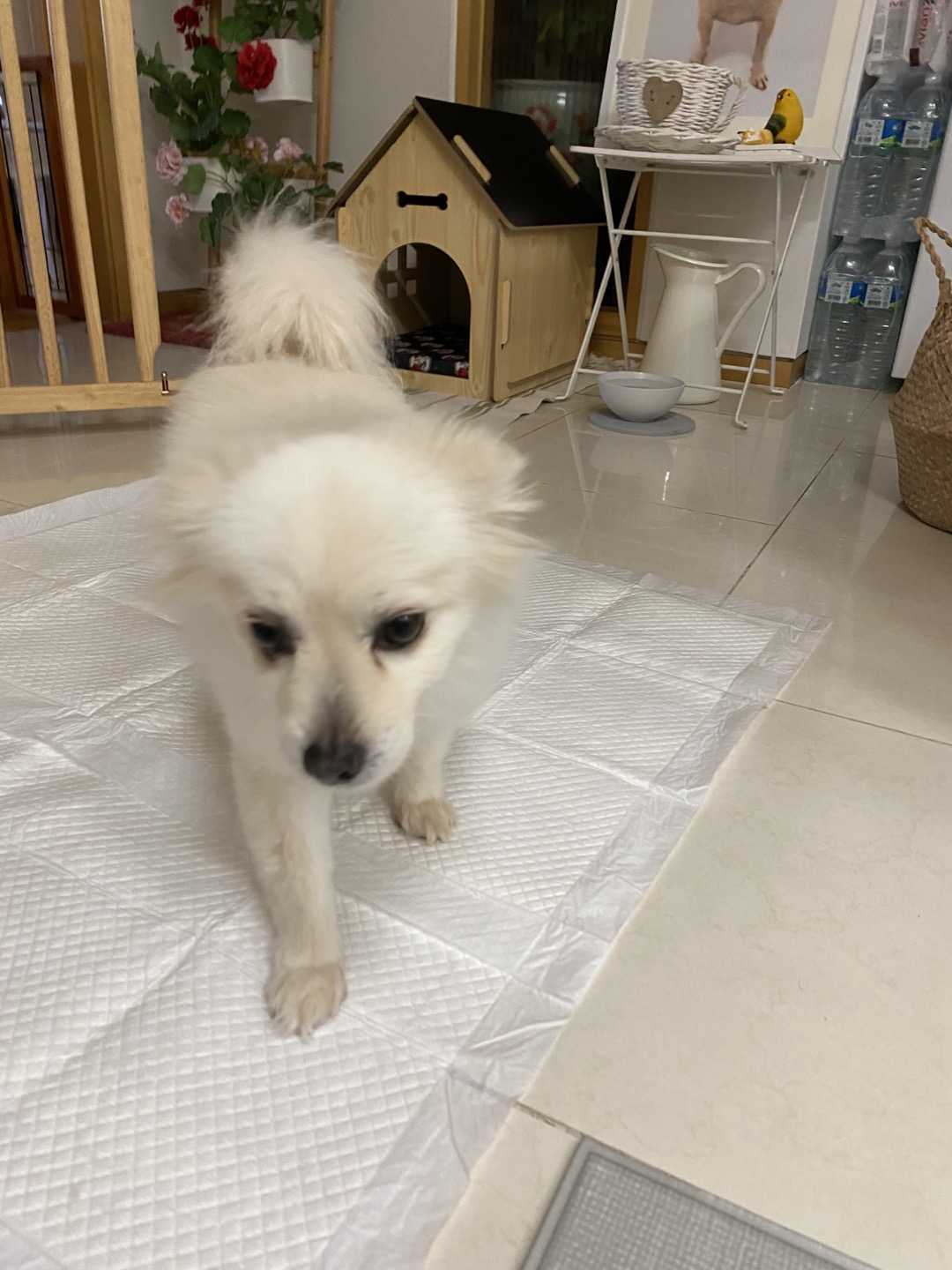 오즈와/꾸미 입양/임보 이야기 첫번째