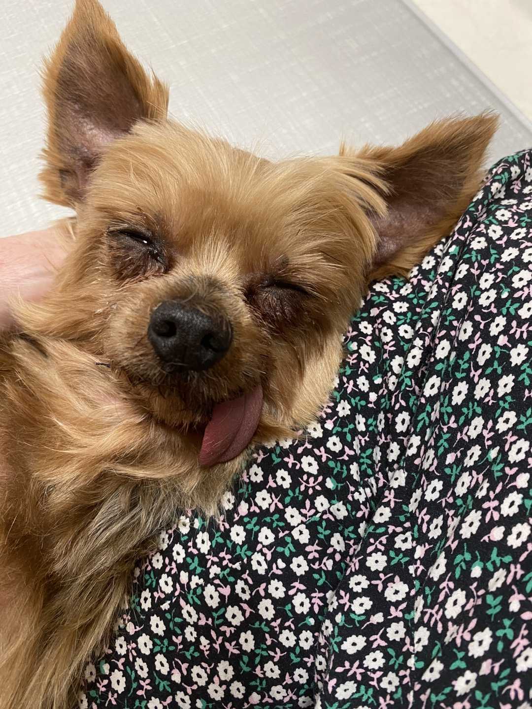 오즈와/꾸미 입양/임보 이야기 첫번째