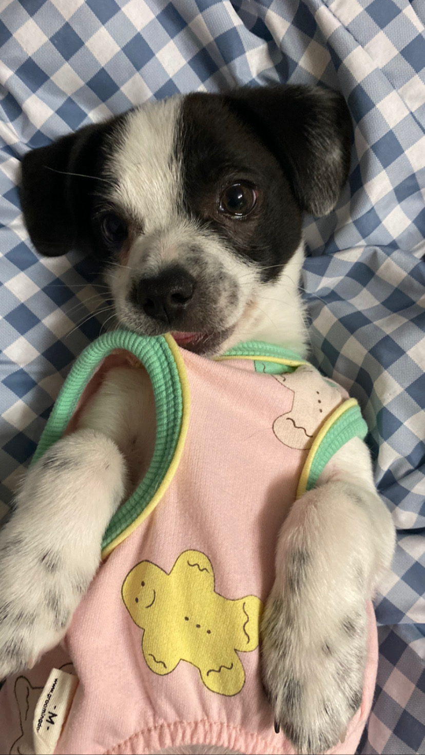 양주 과다사육현장에서 온 하얀이 근황입니다!