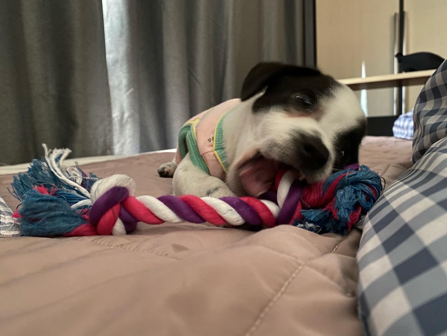 양주 과다사육현장에서 온 하얀이 근황입니다!