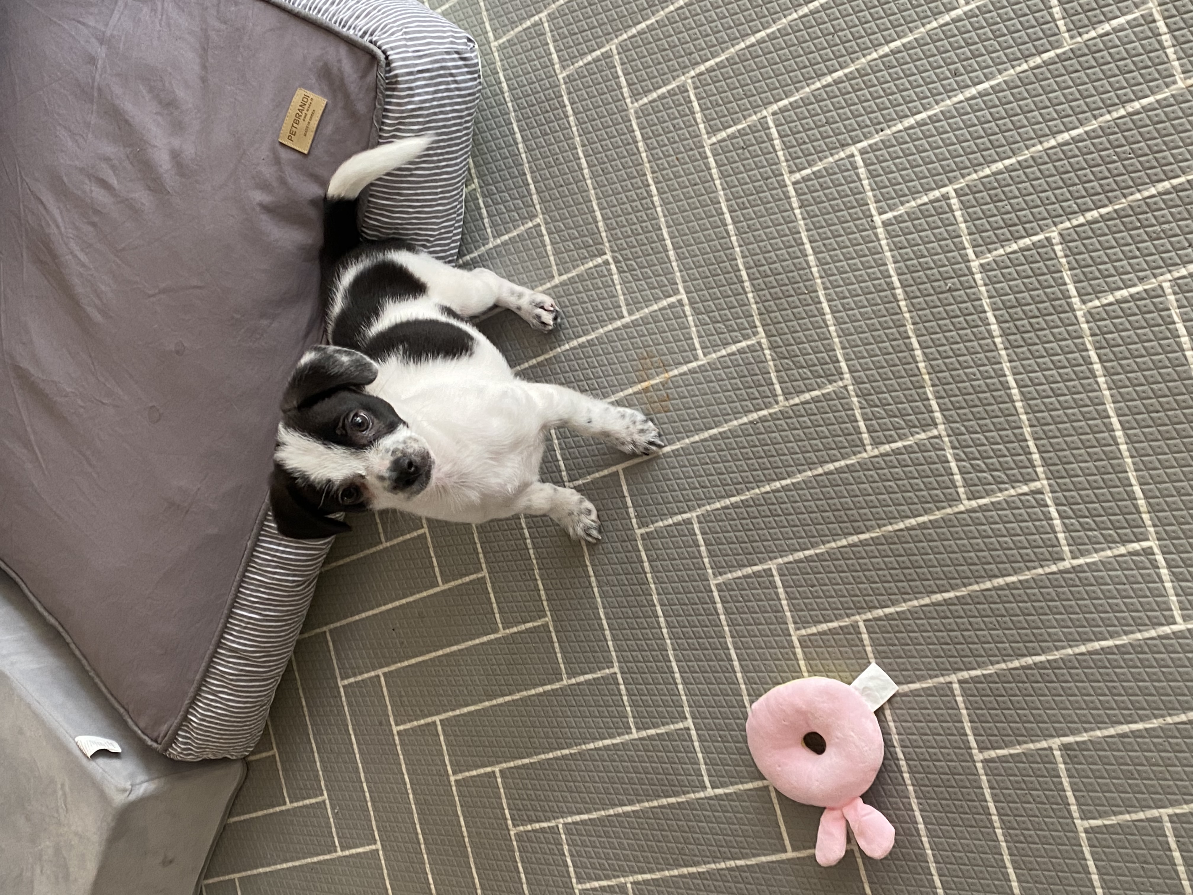 양주 과다사육현장에서 온 하얀이 근황입니다!