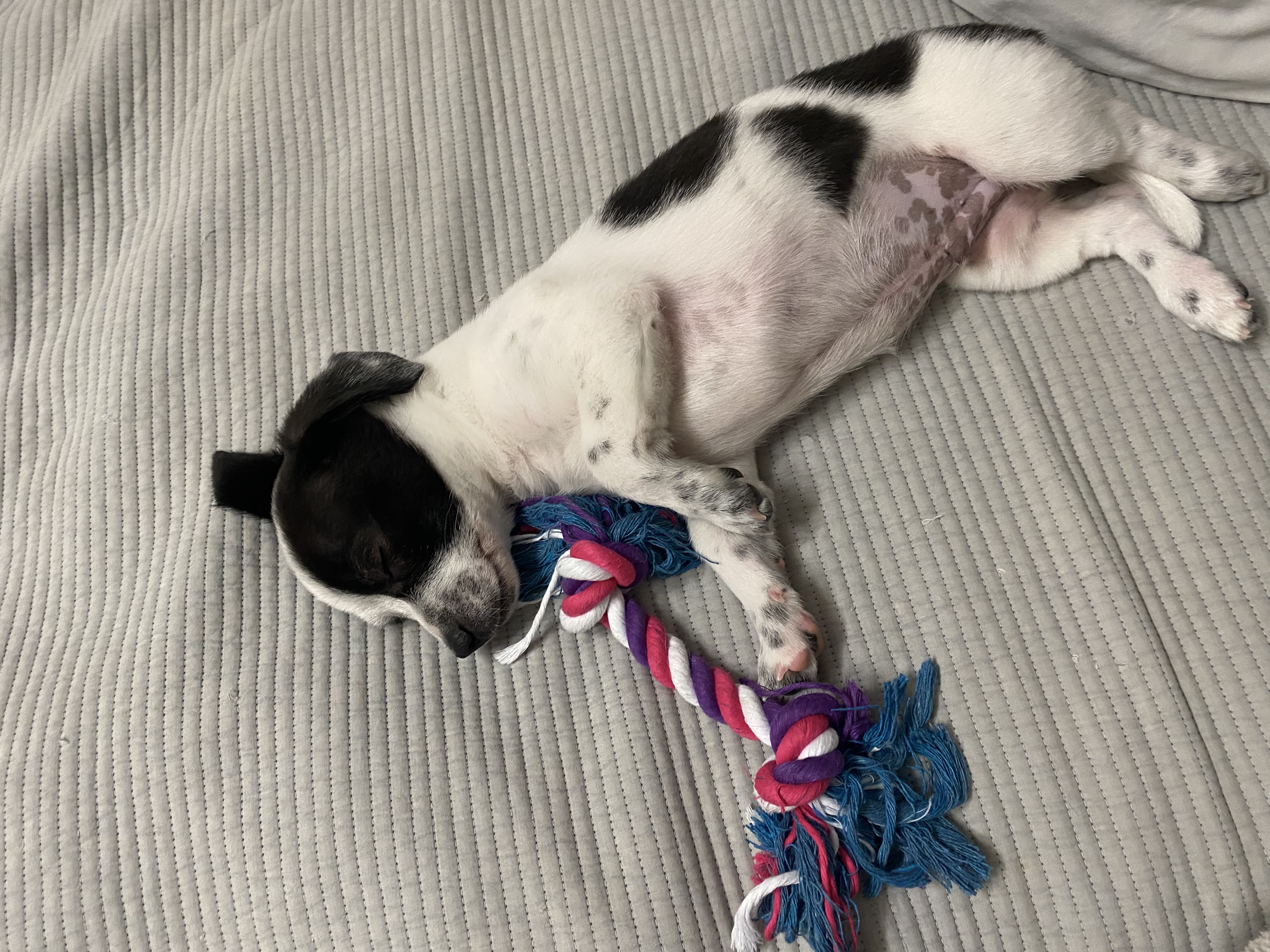 양주 과다사육현장에서 온 하얀이 근황입니다!