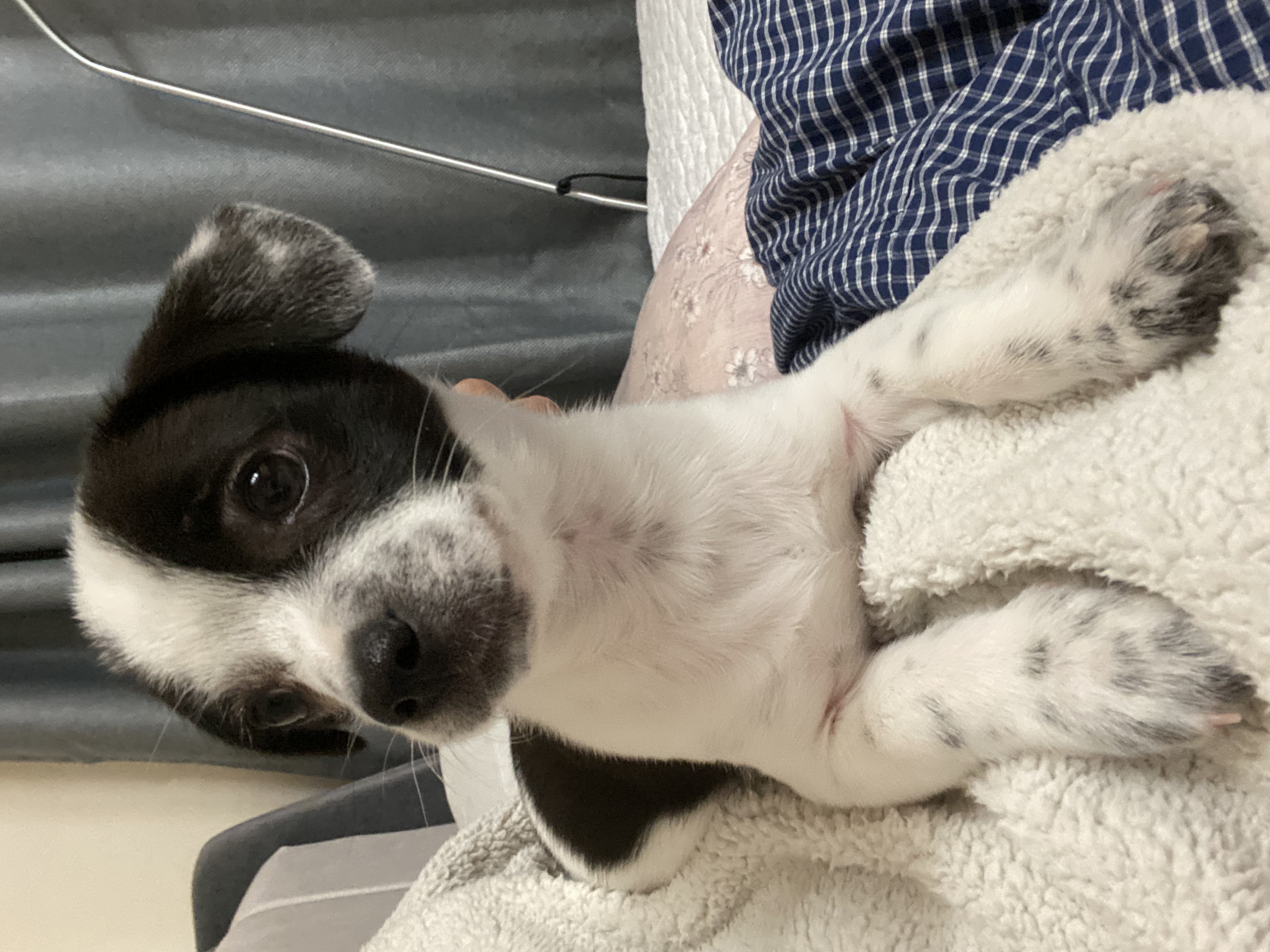 양주 과다사육현장에서 온 하얀이 근황입니다!