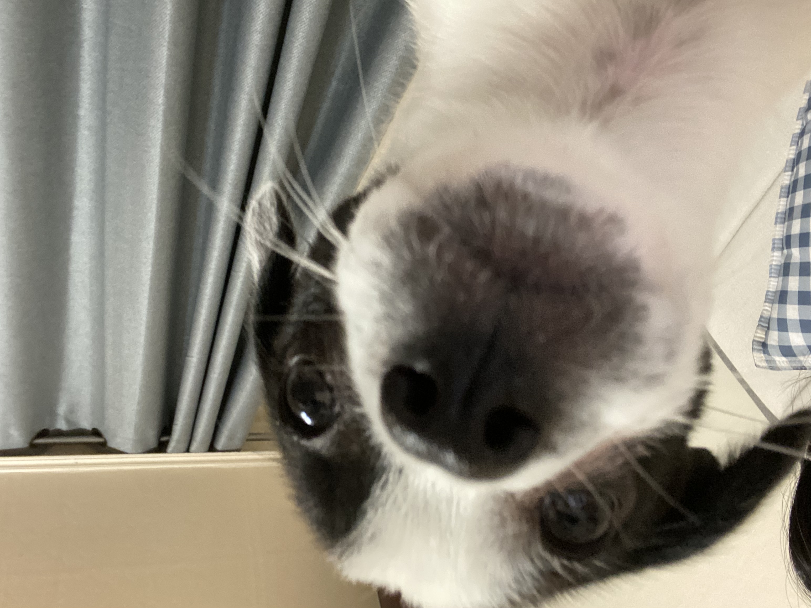 양주 과다사육현장에서 온 하얀이 근황입니다!