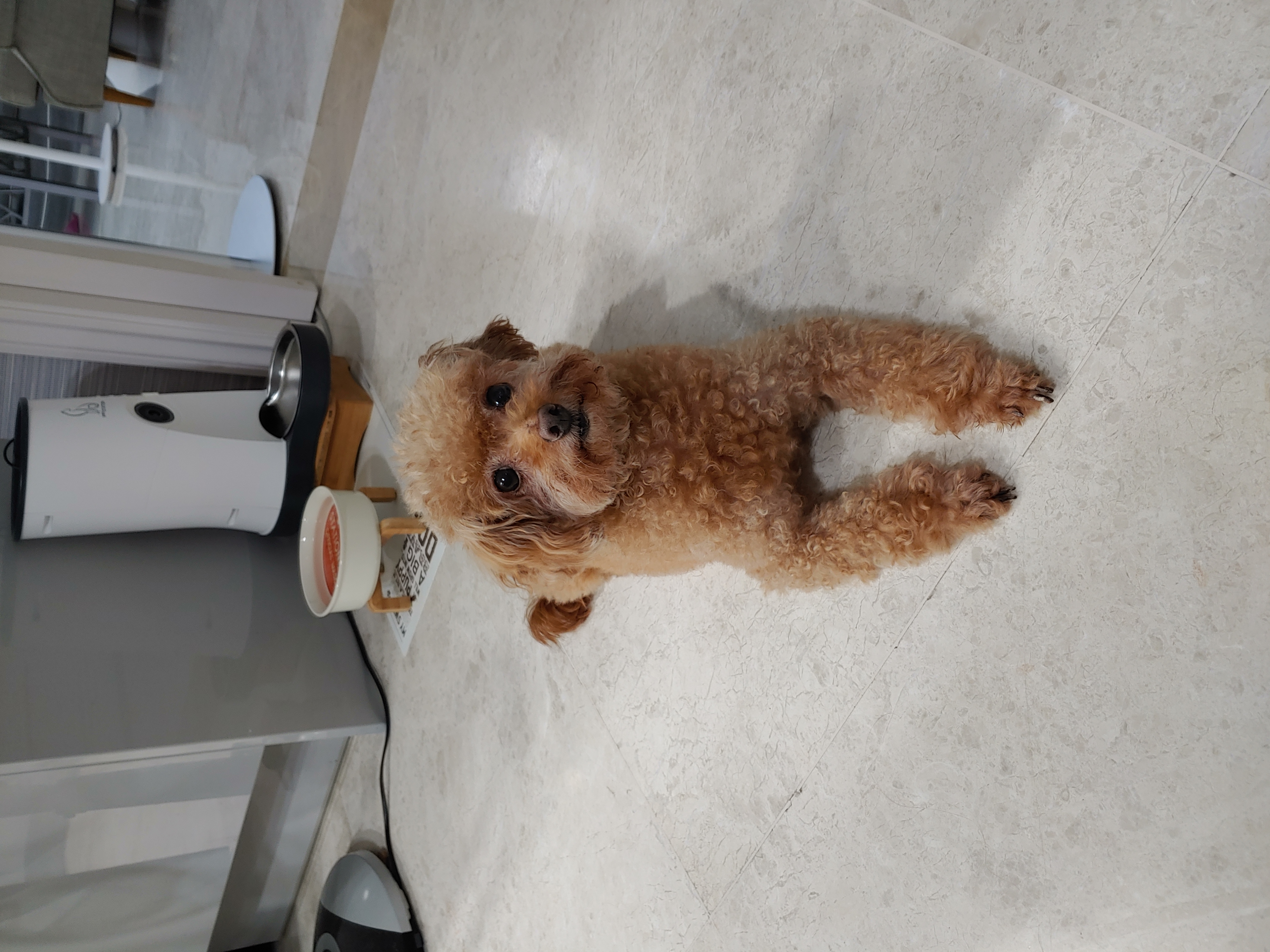 곤지암 팔랑이~~(지금은 버디^^)