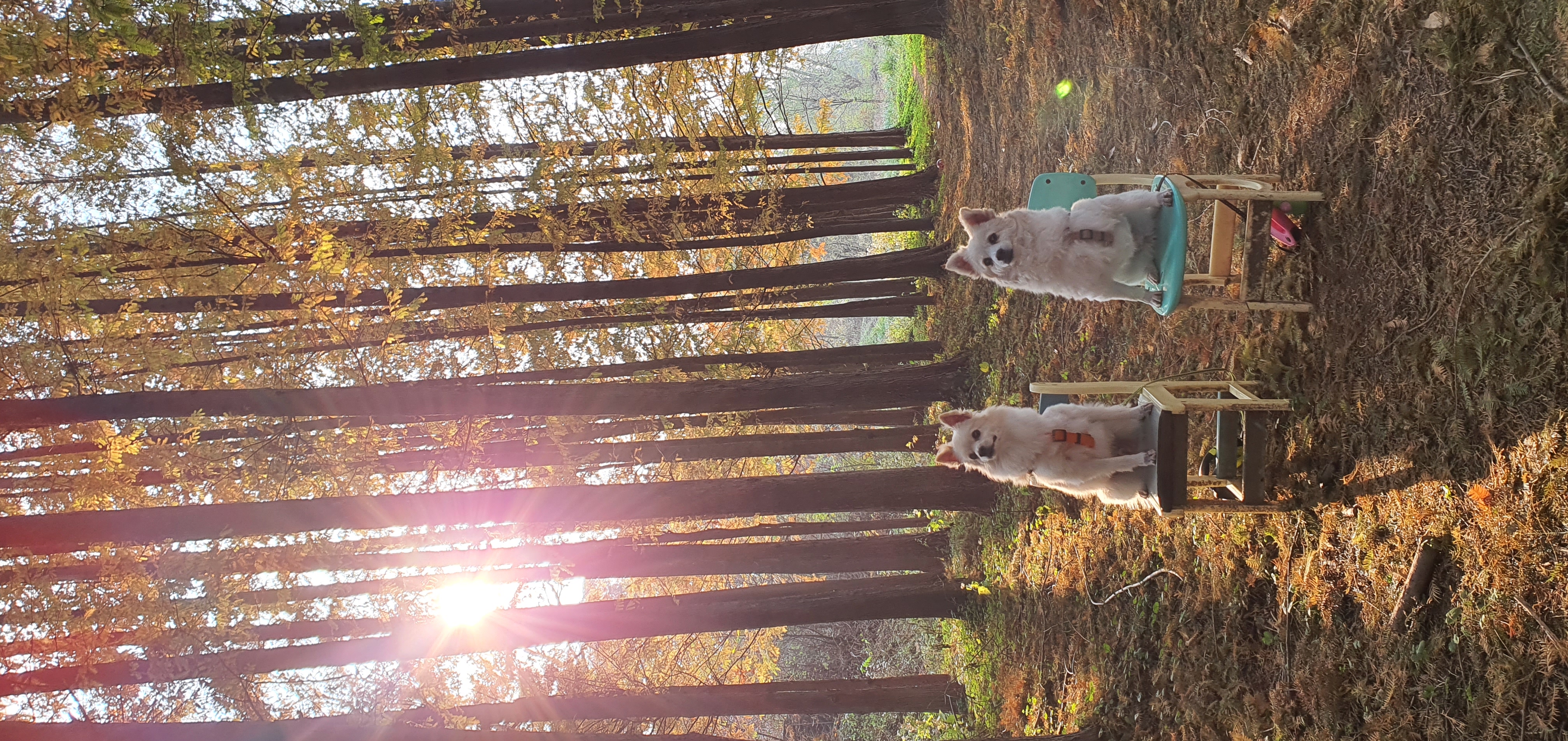 곤지암 몽쉘이(땅콩)이 늦은 소식 전하러왔어요~!