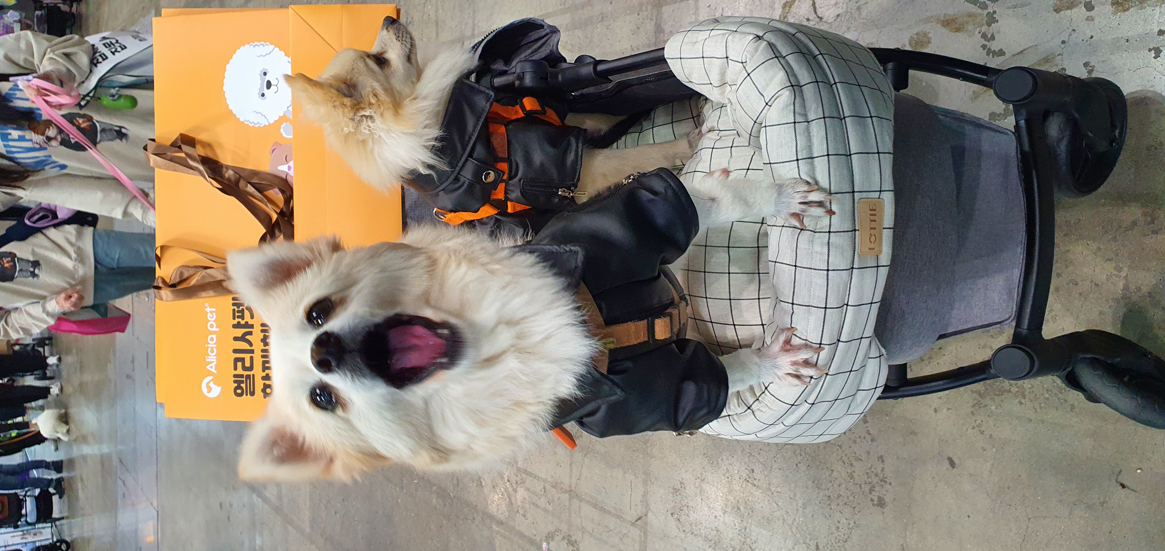 곤지암 몽쉘이(땅콩)이 늦은 소식 전하러왔어요~!