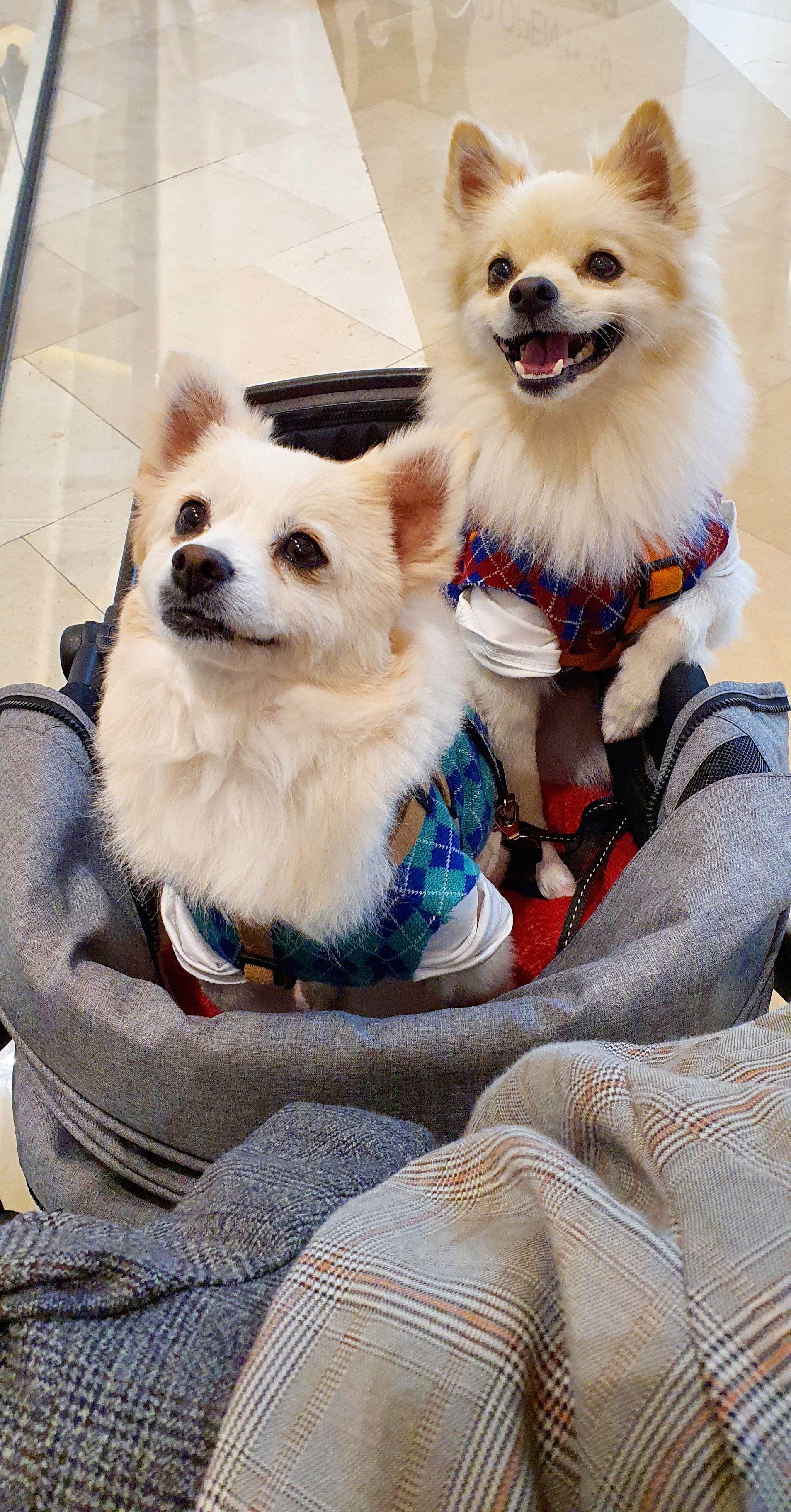 곤지암 몽쉘이(땅콩)이 늦은 소식 전하러왔어요~!