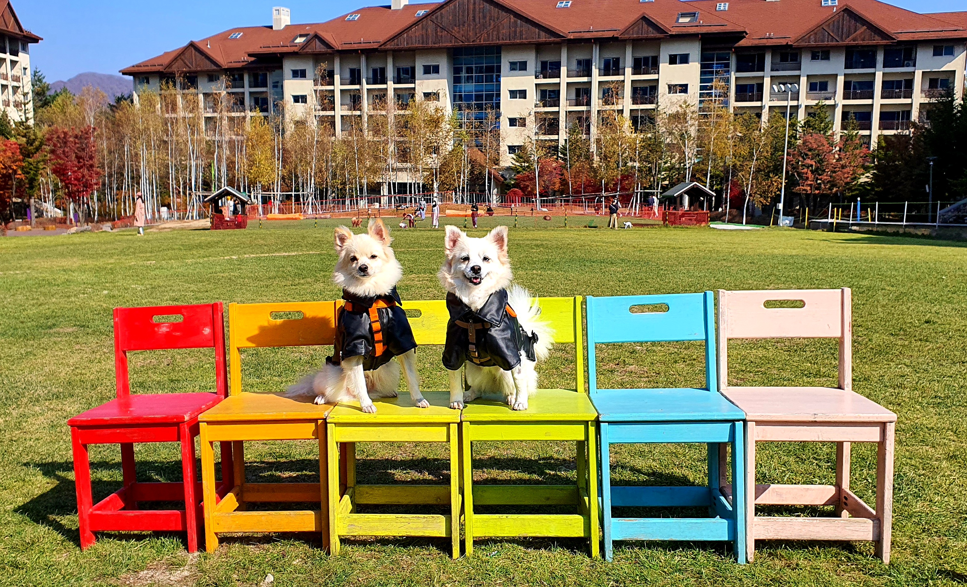 곤지암 몽쉘이(땅콩)이 늦은 소식 전하러왔어요~!