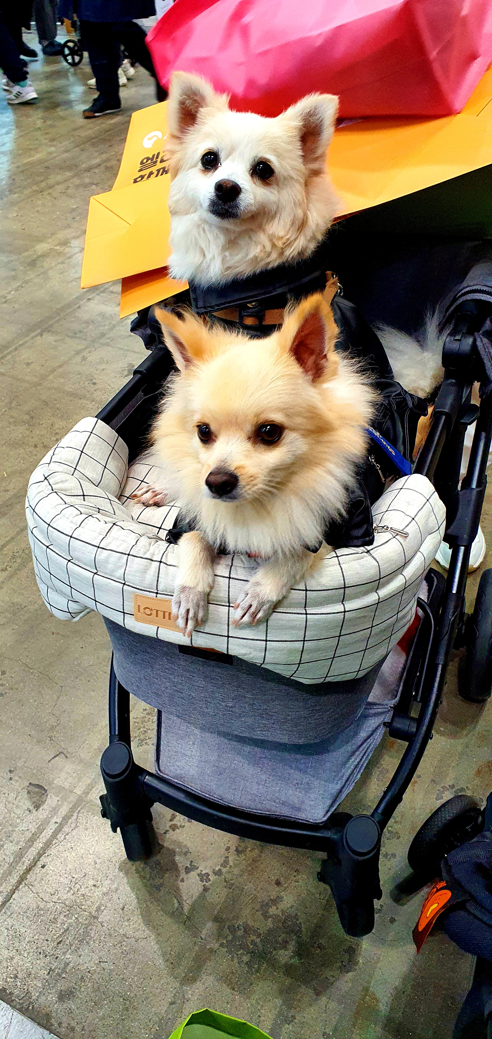 곤지암 몽쉘이(땅콩)이 늦은 소식 전하러왔어요~!