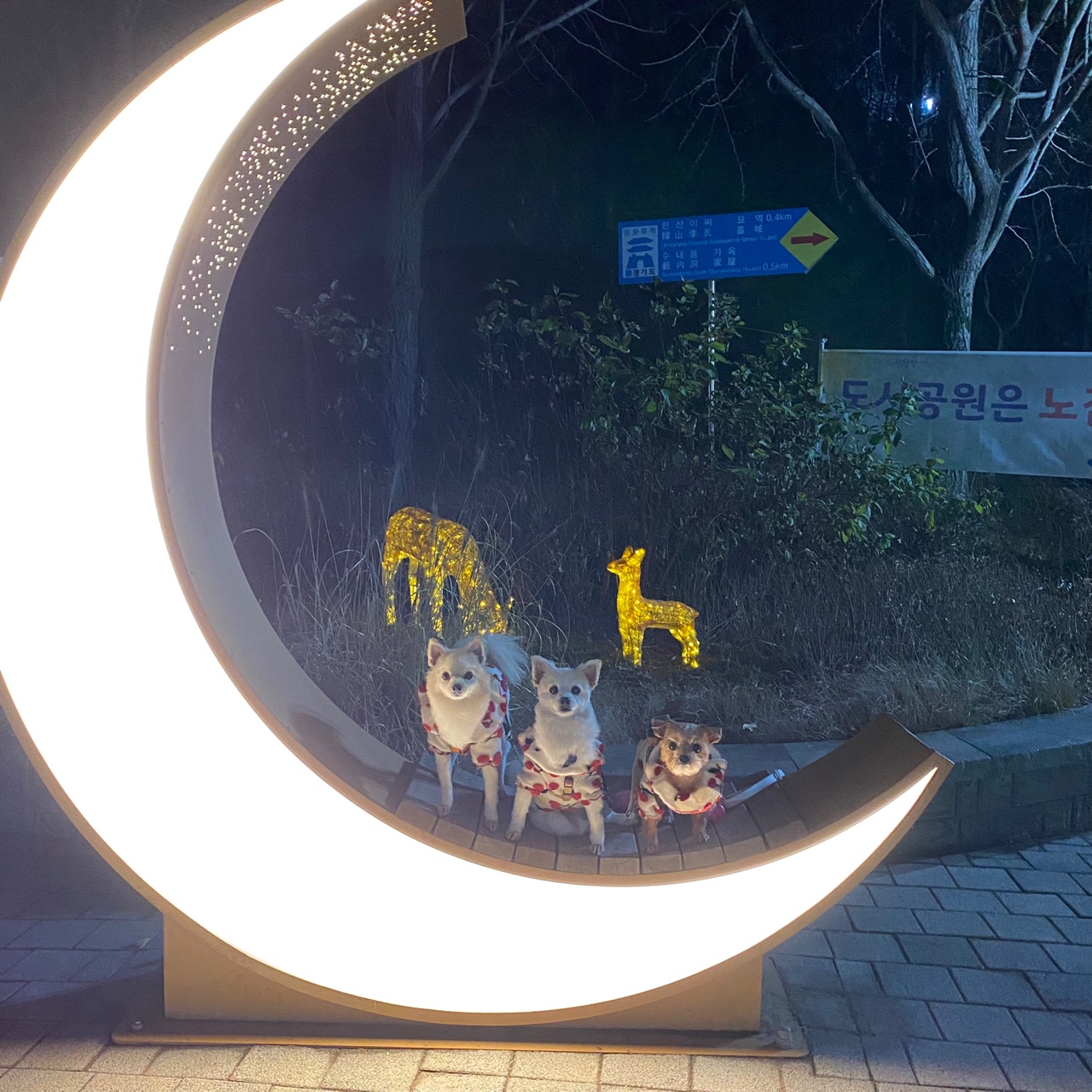 곤지암 몽쉘이(땅콩)이 늦은 소식 전하러왔어요~!