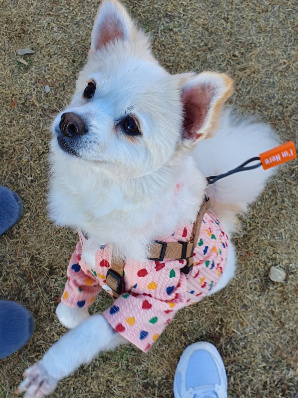 곤지암 몽쉘이(땅콩)이 늦은 소식 전하러왔어요~!