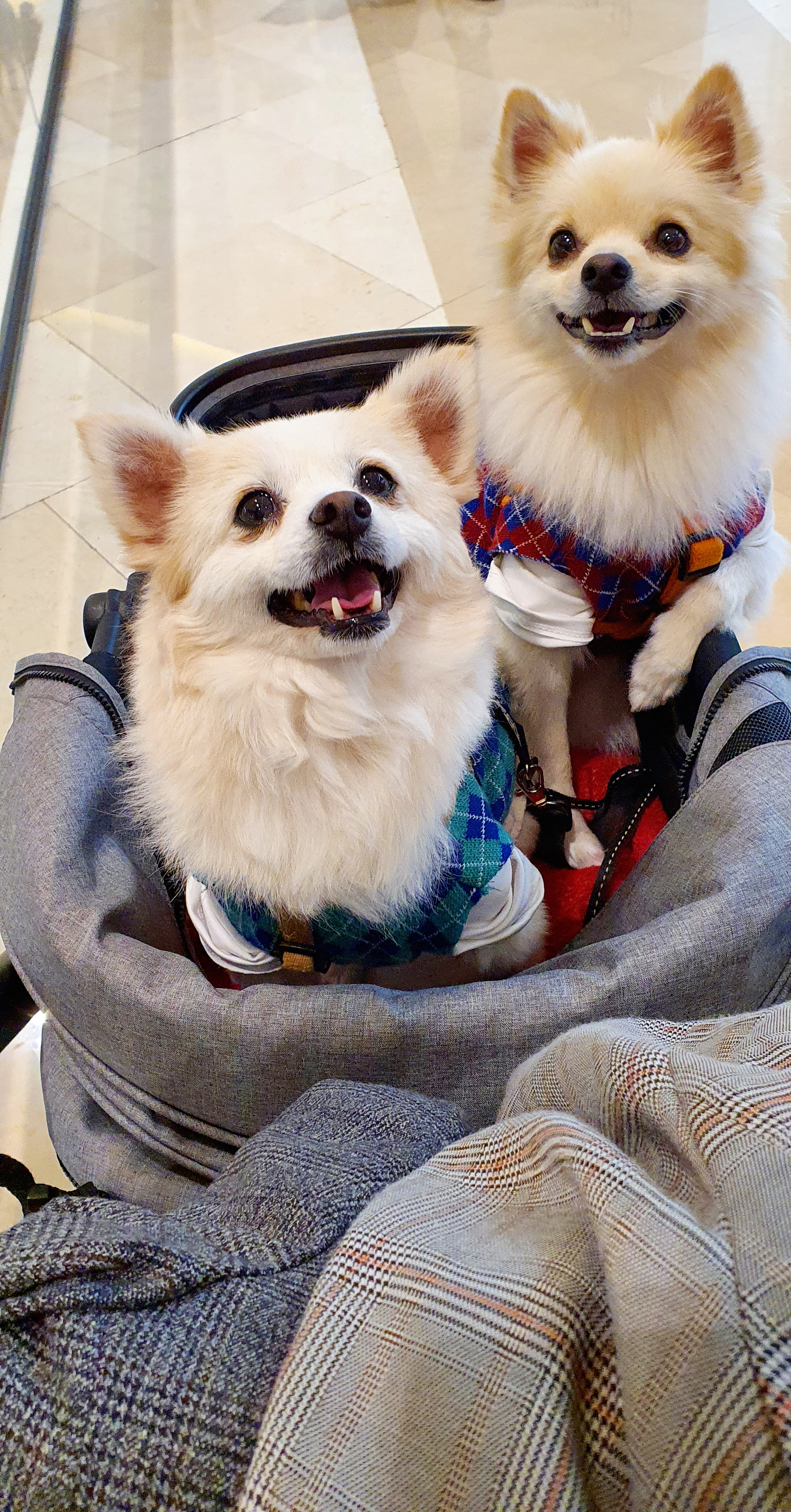 곤지암 몽쉘이(땅콩)이 늦은 소식 전하러왔어요~!