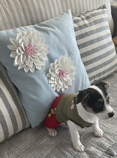 마네 입양 일년이 됬어요