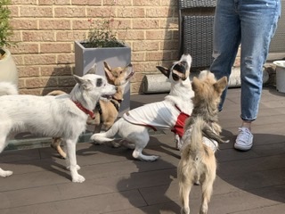 마네 입양 일년이 됬어요