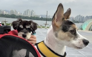 마네 입양 일년이 됬어요