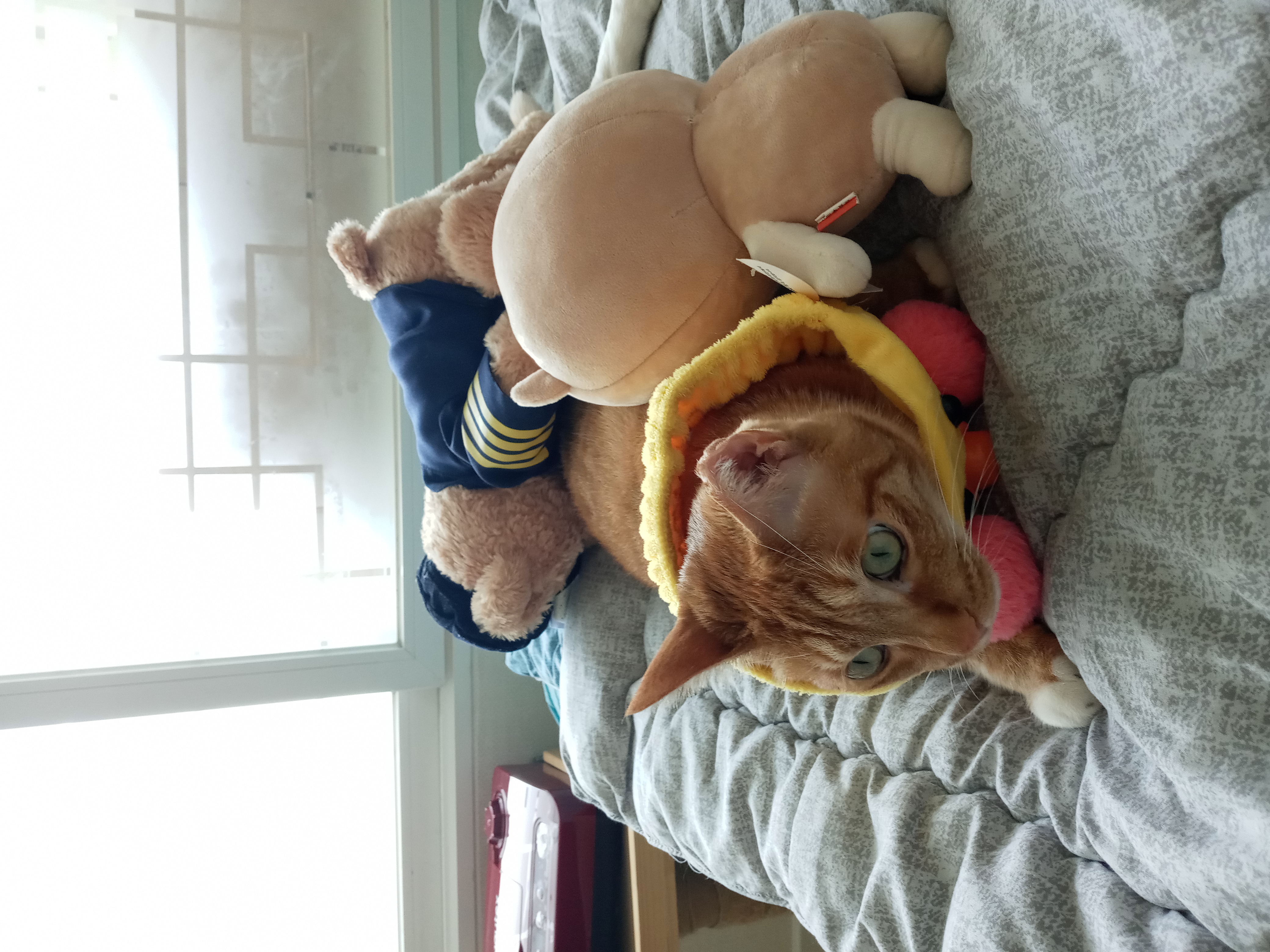 장남이 입양한지 3년째입니다.