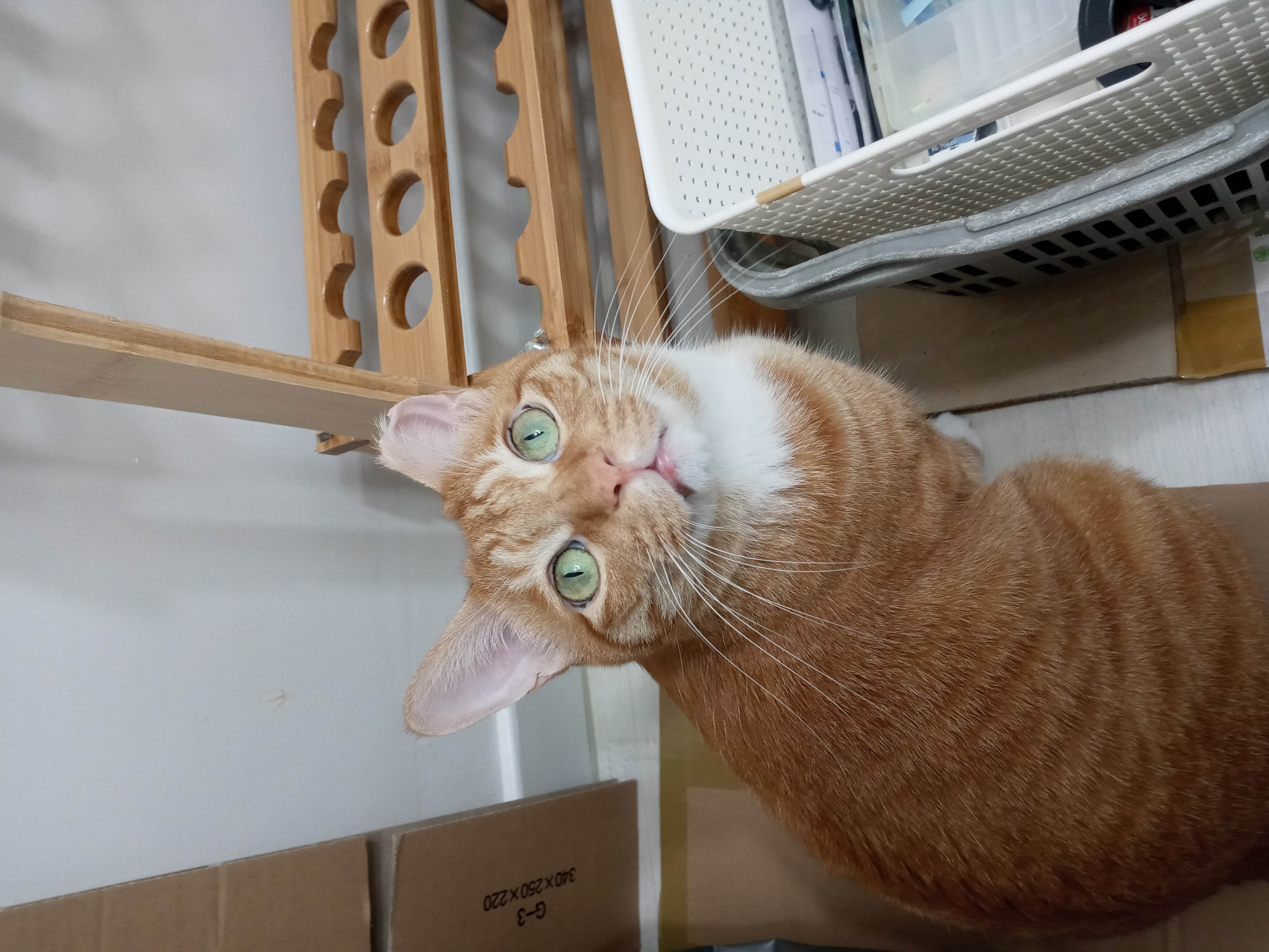 장남이 입양한지 3년째입니다.