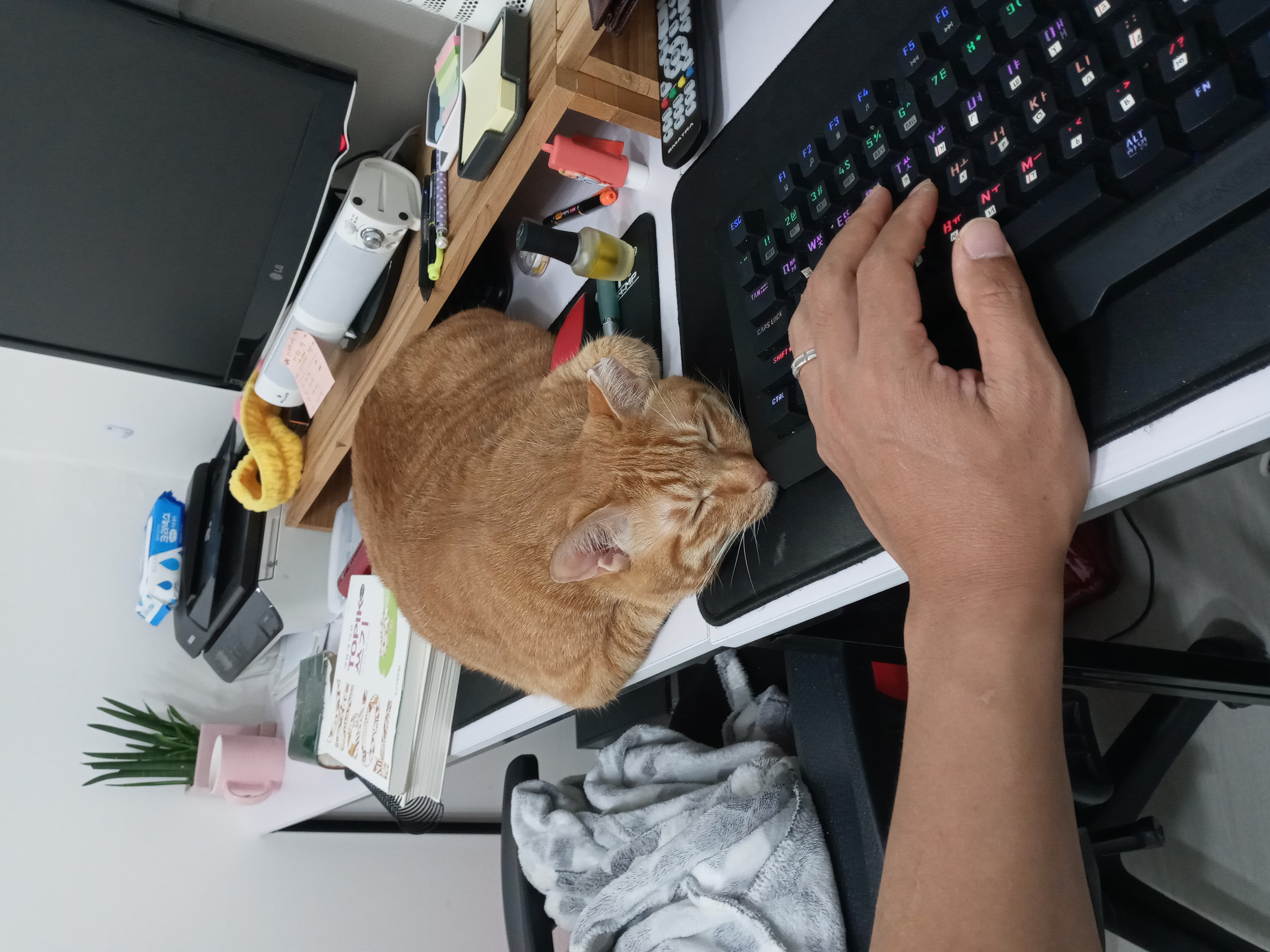 장남이 입양한지 3년째입니다.