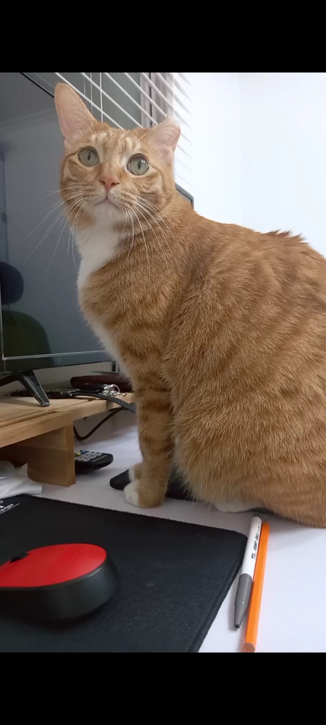 장남이 입양한지 3년째입니다.