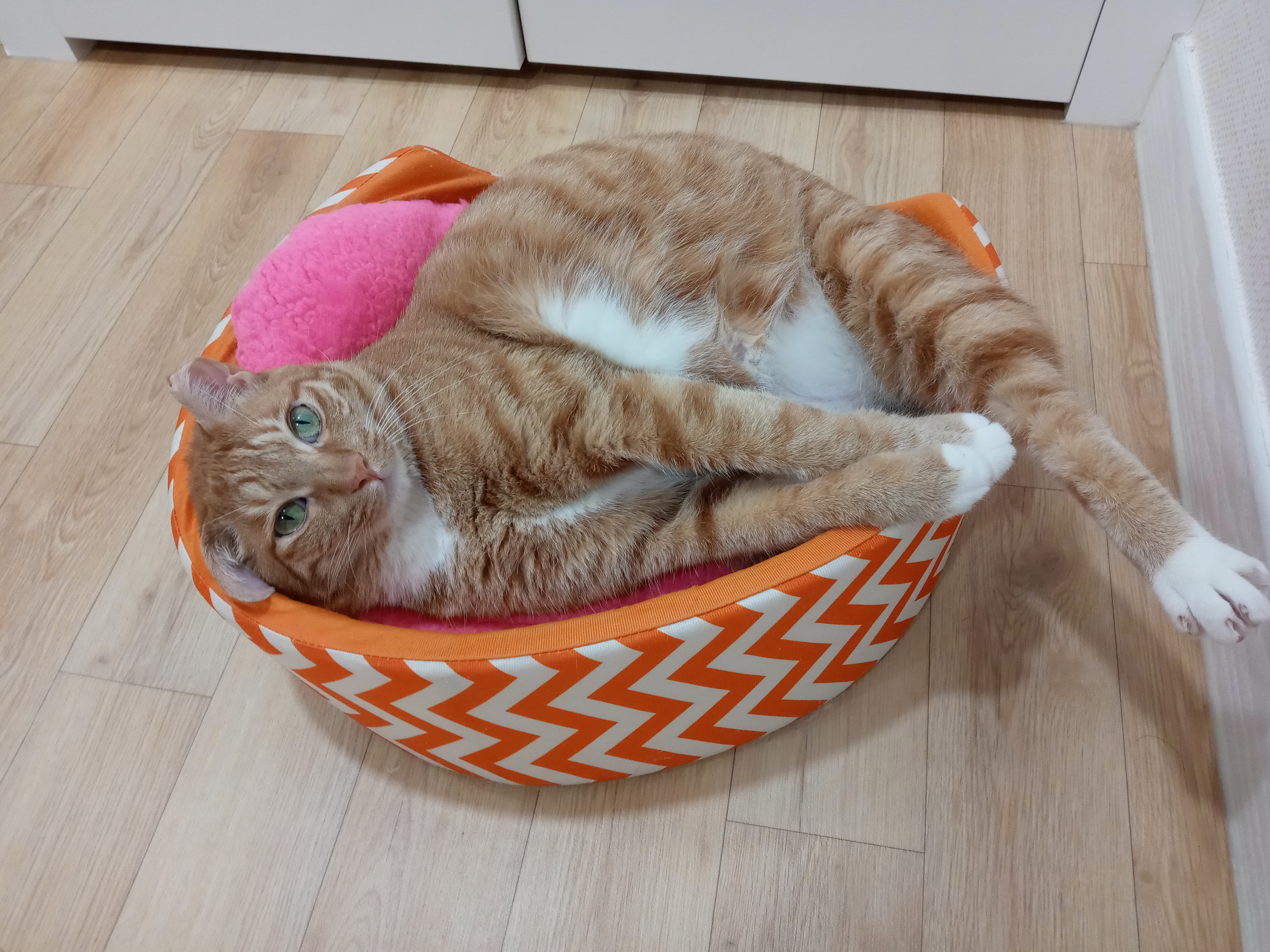 장남이 입양한지 3년째입니다.