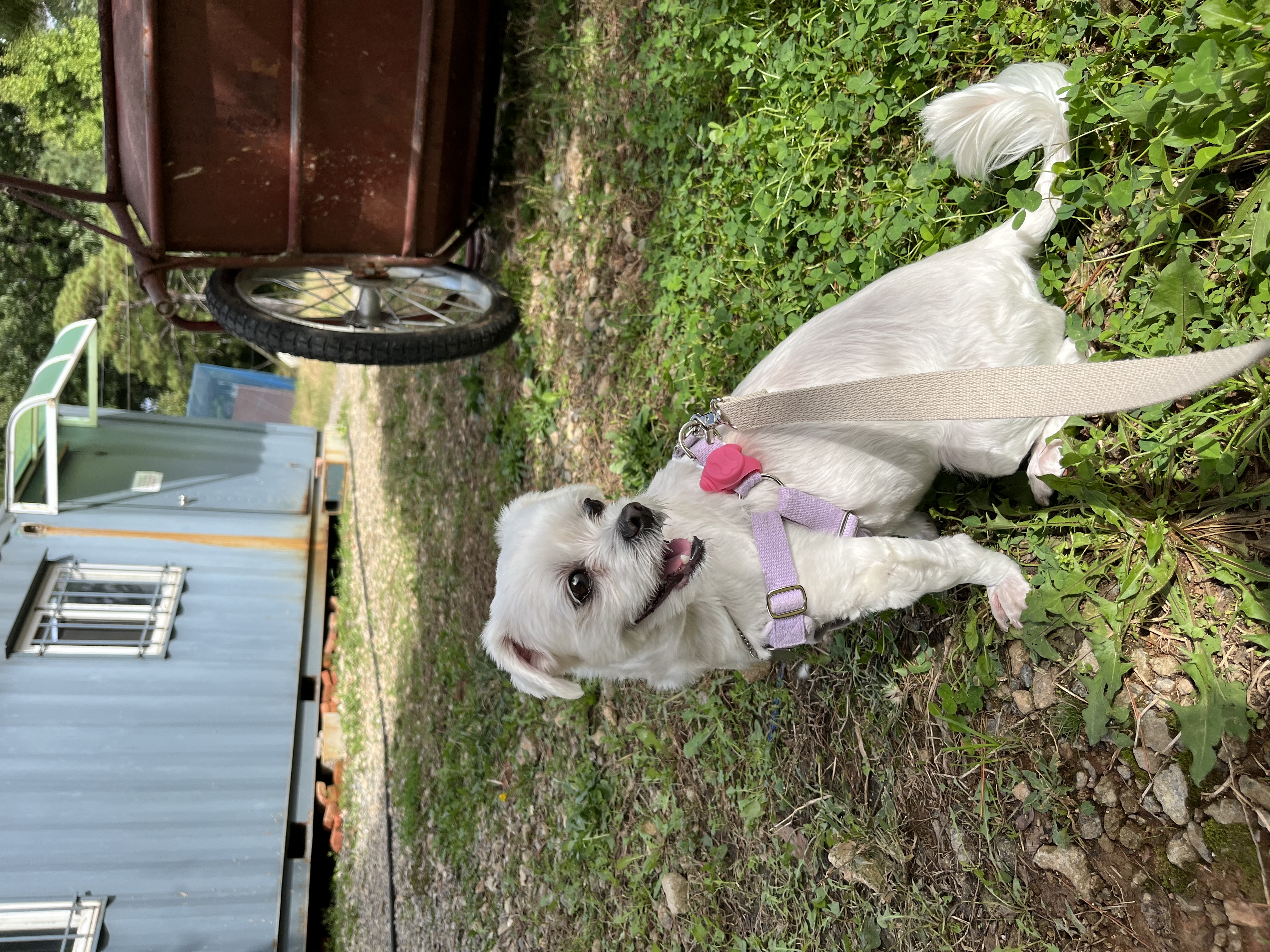 삼숙이 입양 후 이야기!