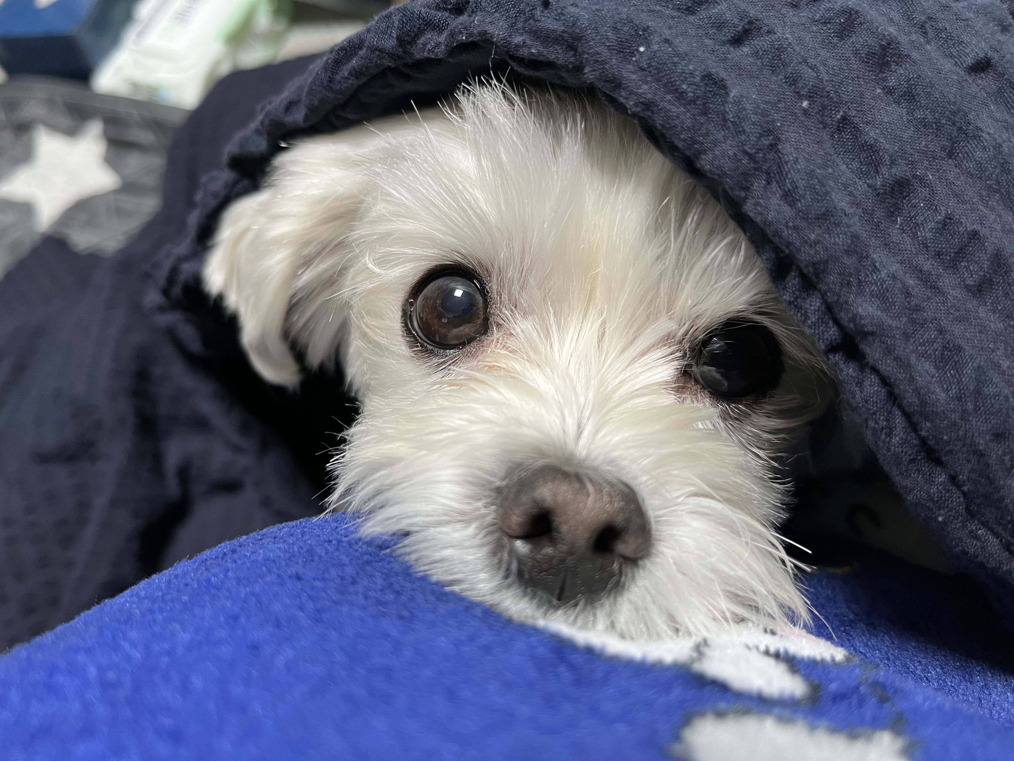 삼숙이 입양 후 이야기!