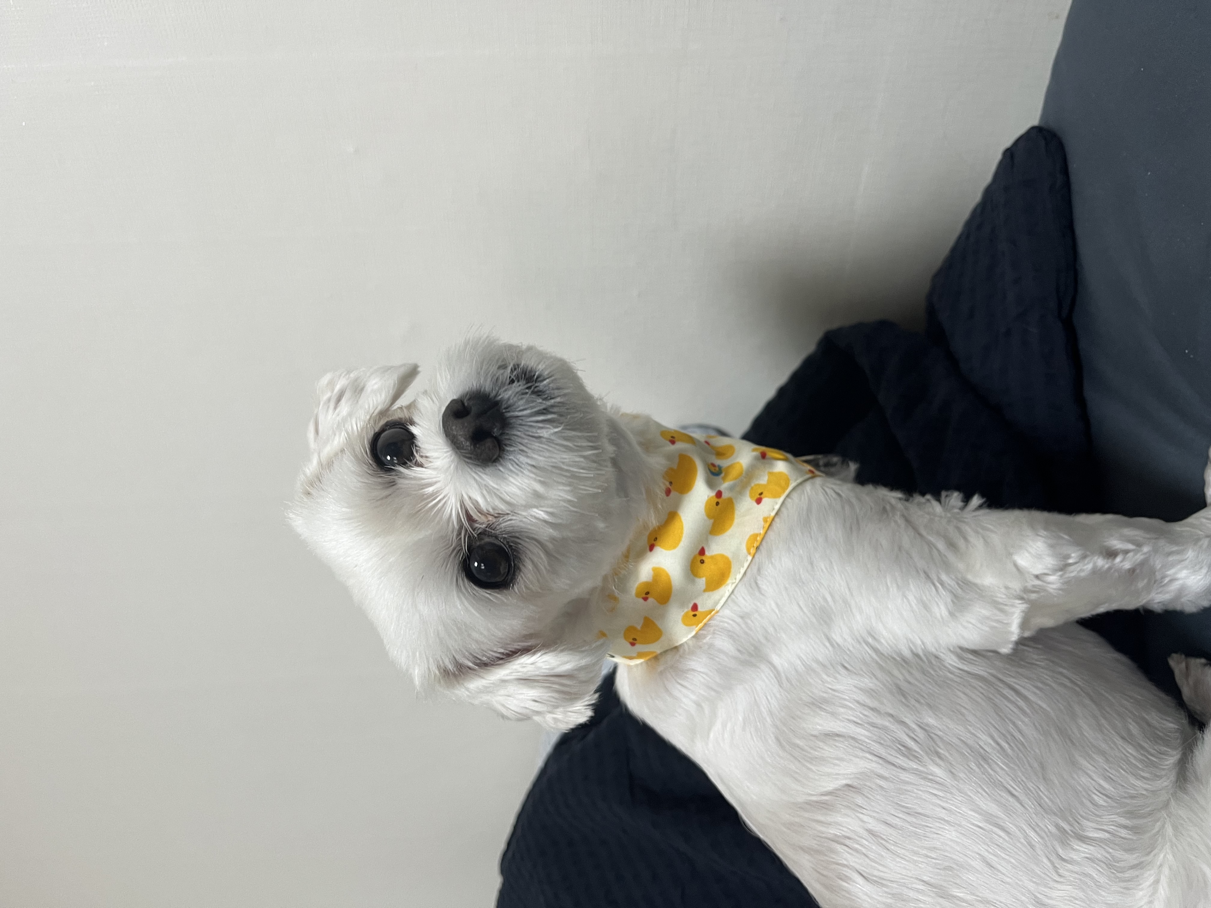 삼숙이 입양 후 이야기!