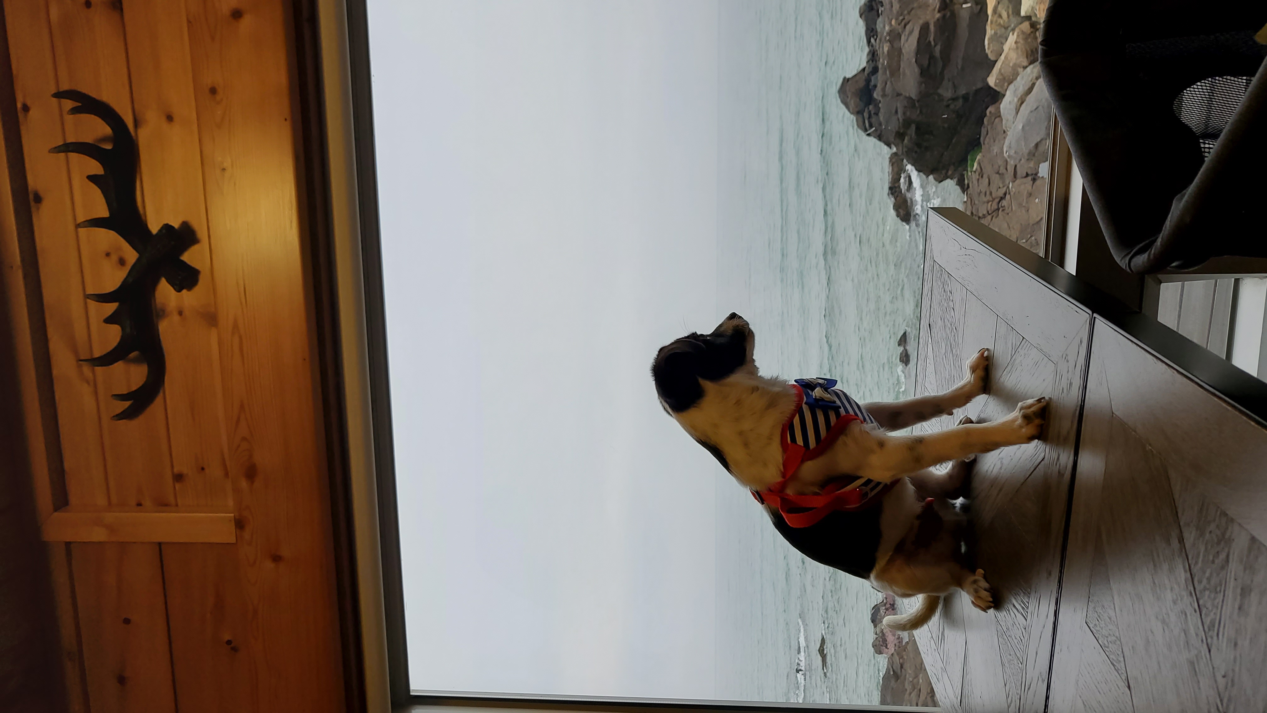 마루야(지못미)모투 첫이발