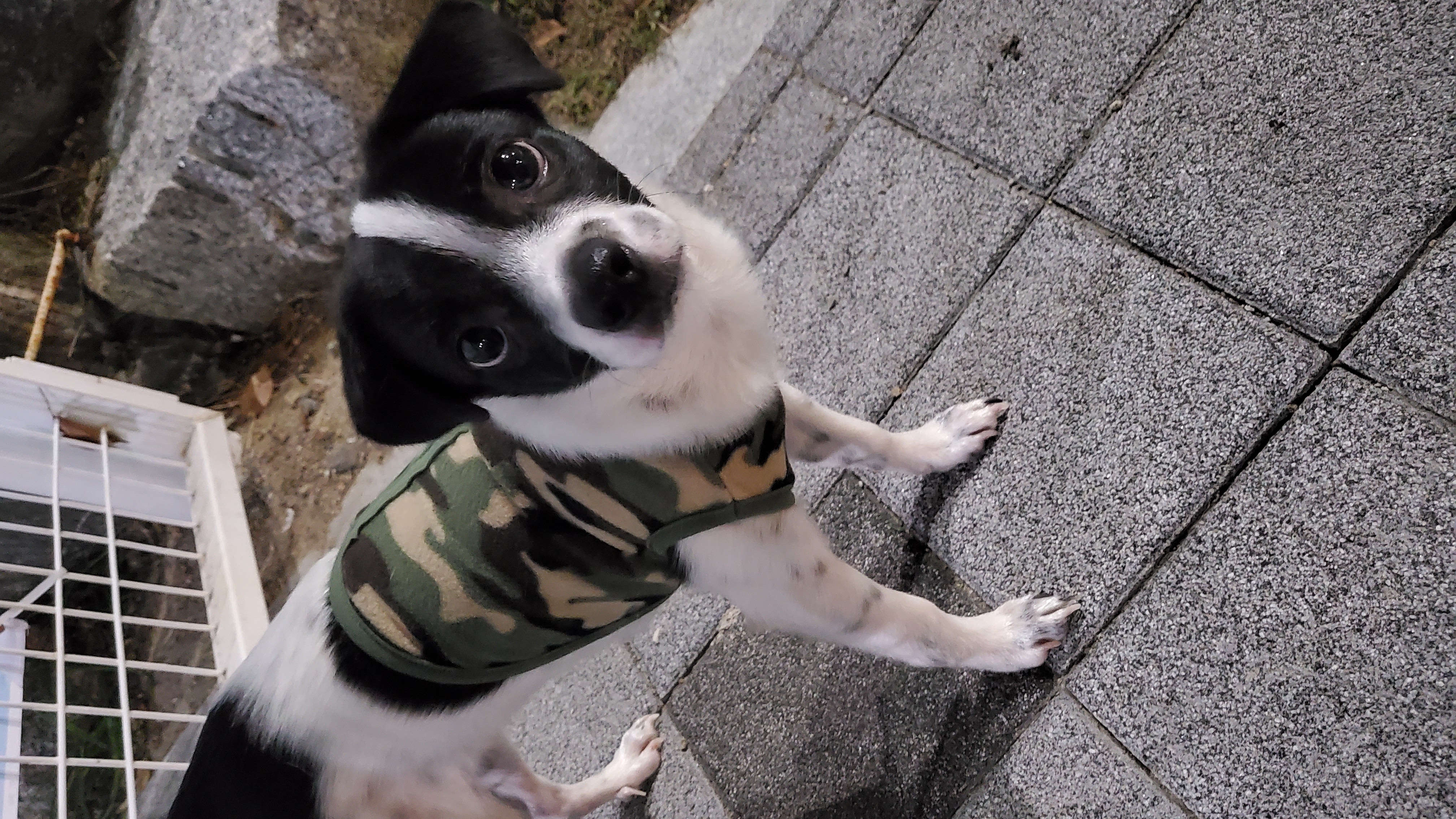 마루야(지못미)모투 첫이발