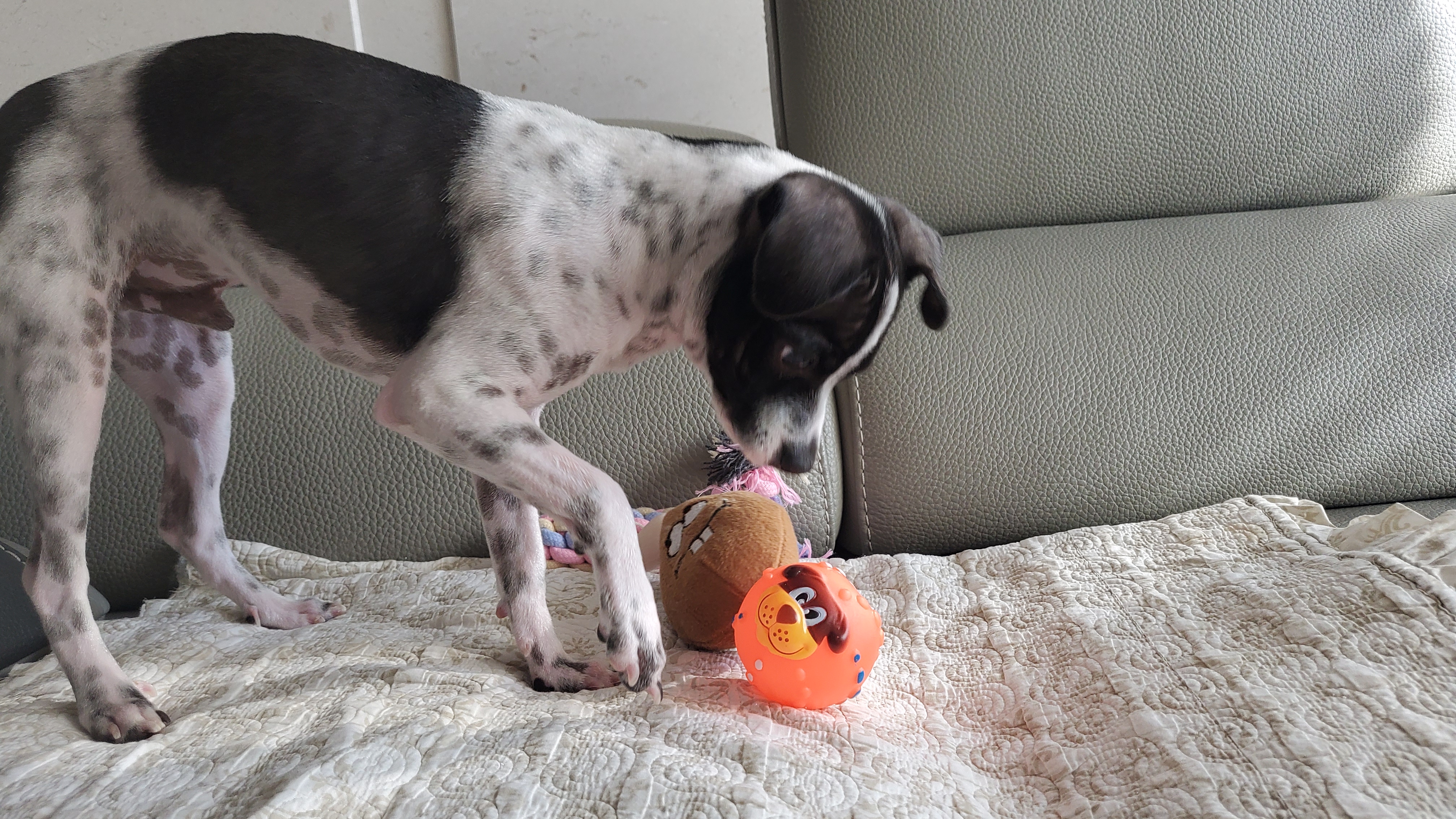 마루야(지못미)모투 첫이발