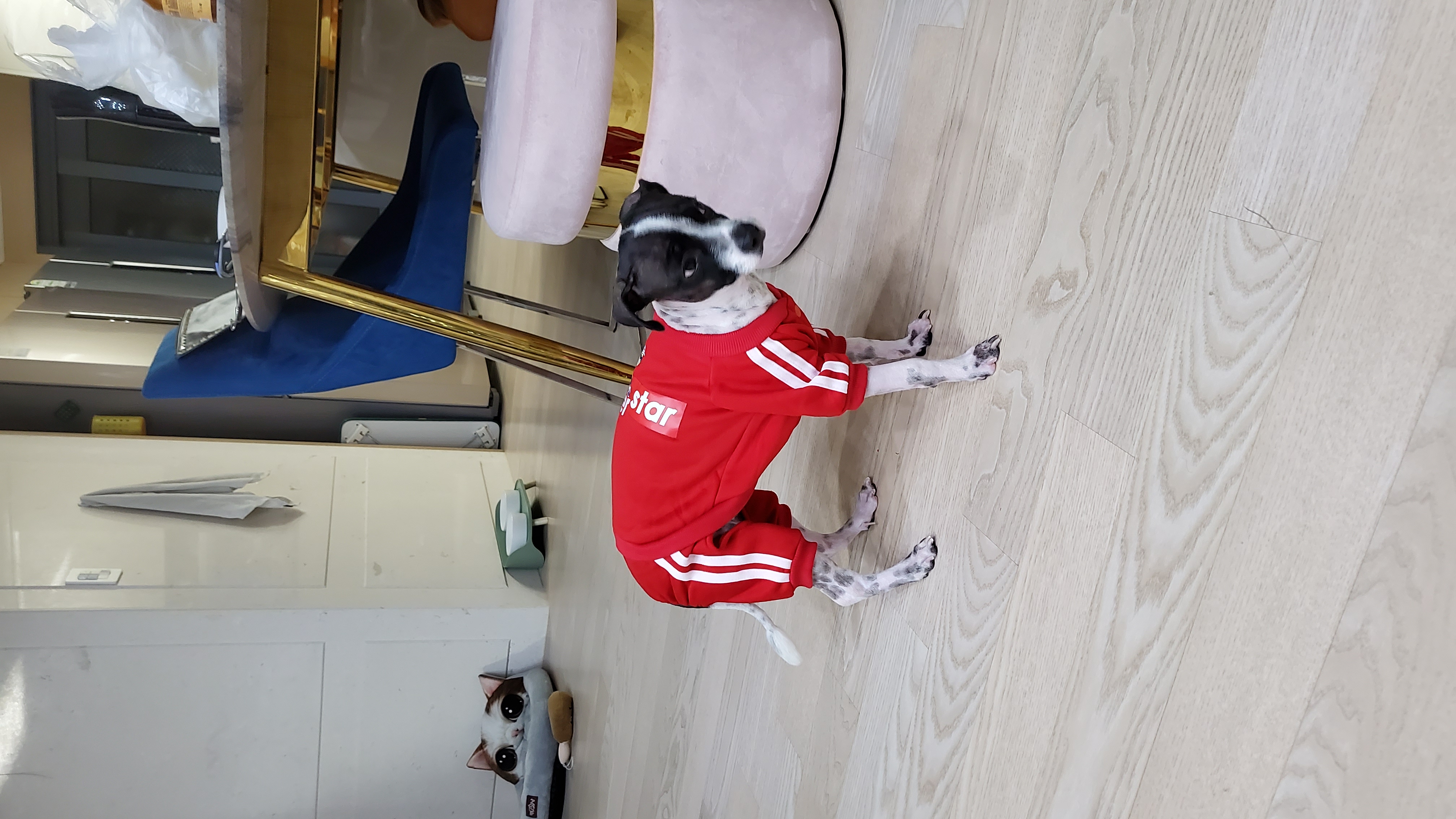 마루야(지못미)모투 첫이발