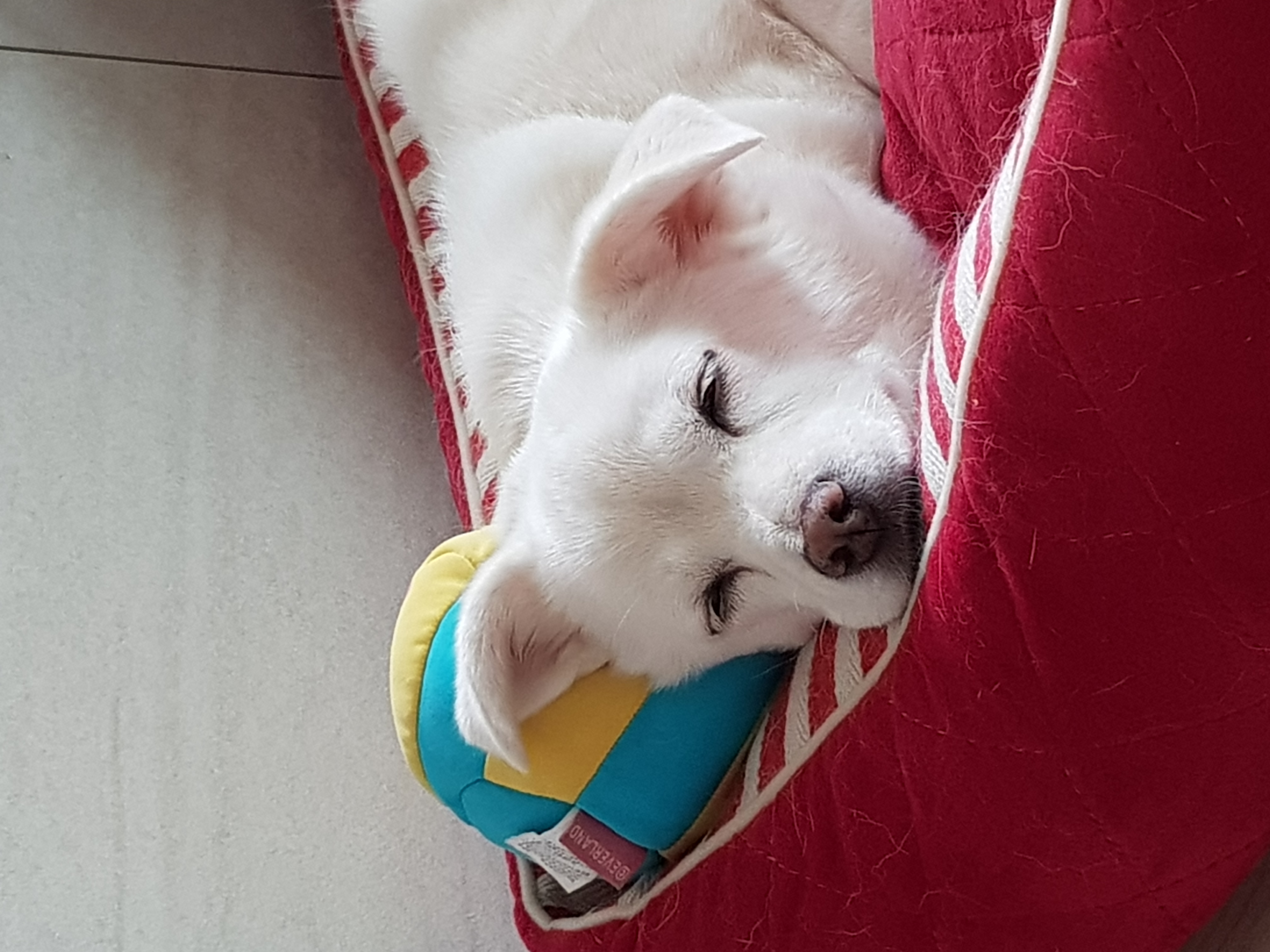 흰자 엘리스 잘 지내고 있어요~