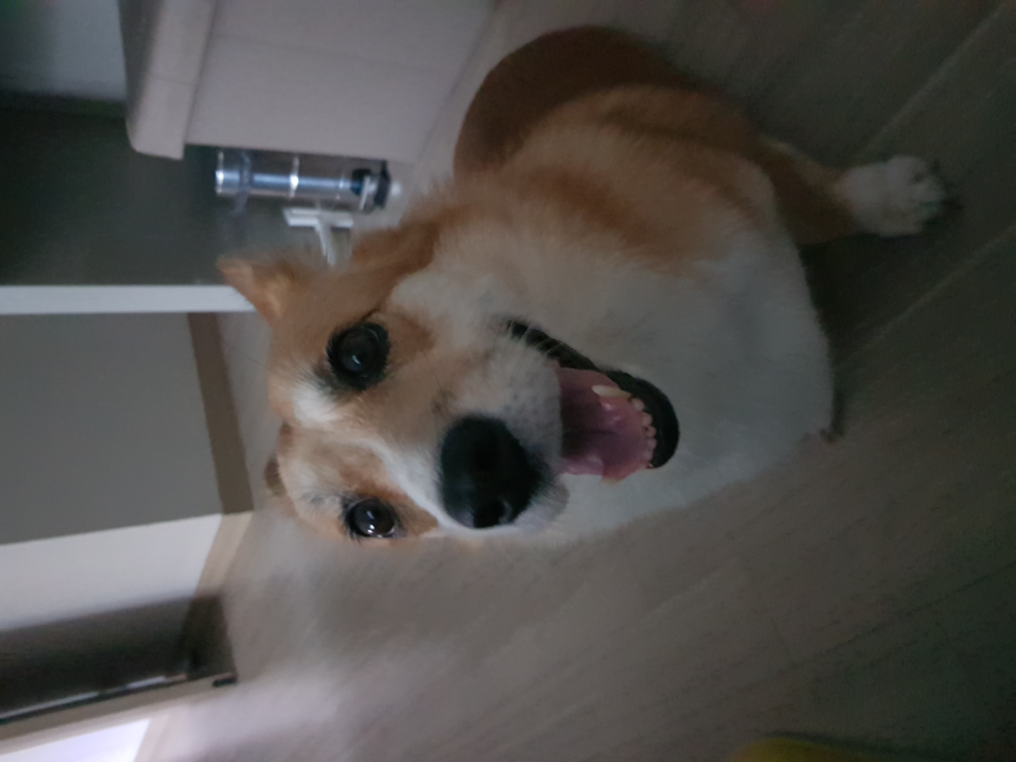 흰자 엘리스 잘 지내고 있어요~