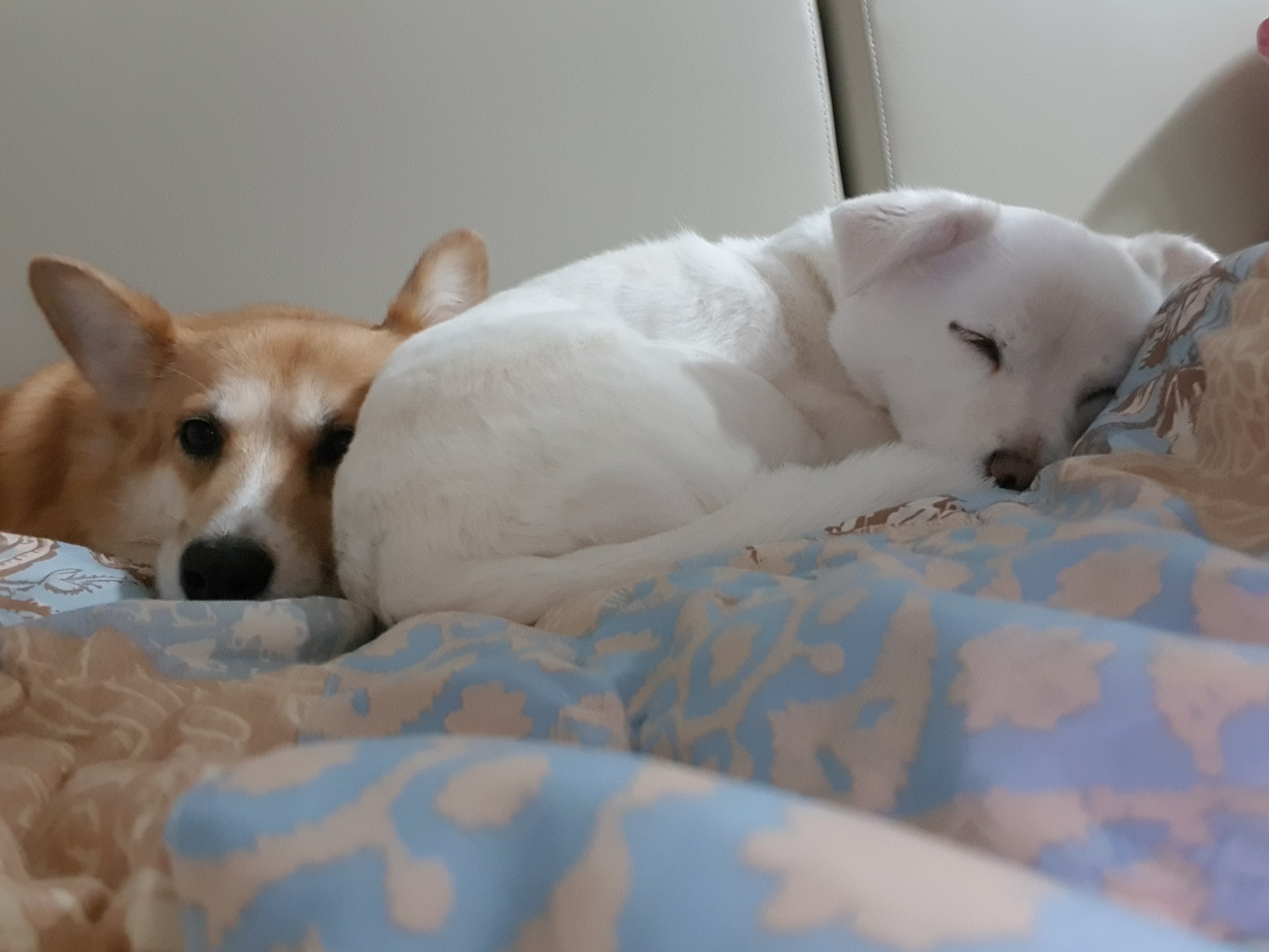 흰자 엘리스 잘 지내고 있어요~