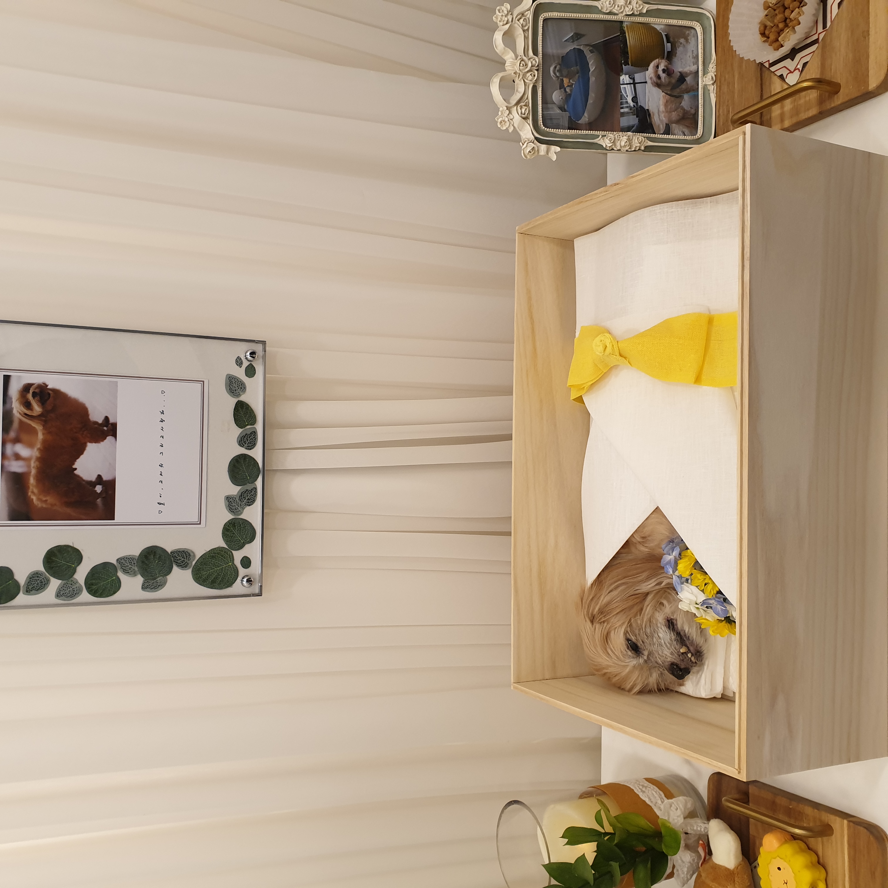 솔이(코지)가 무지개다리를 건넜어요