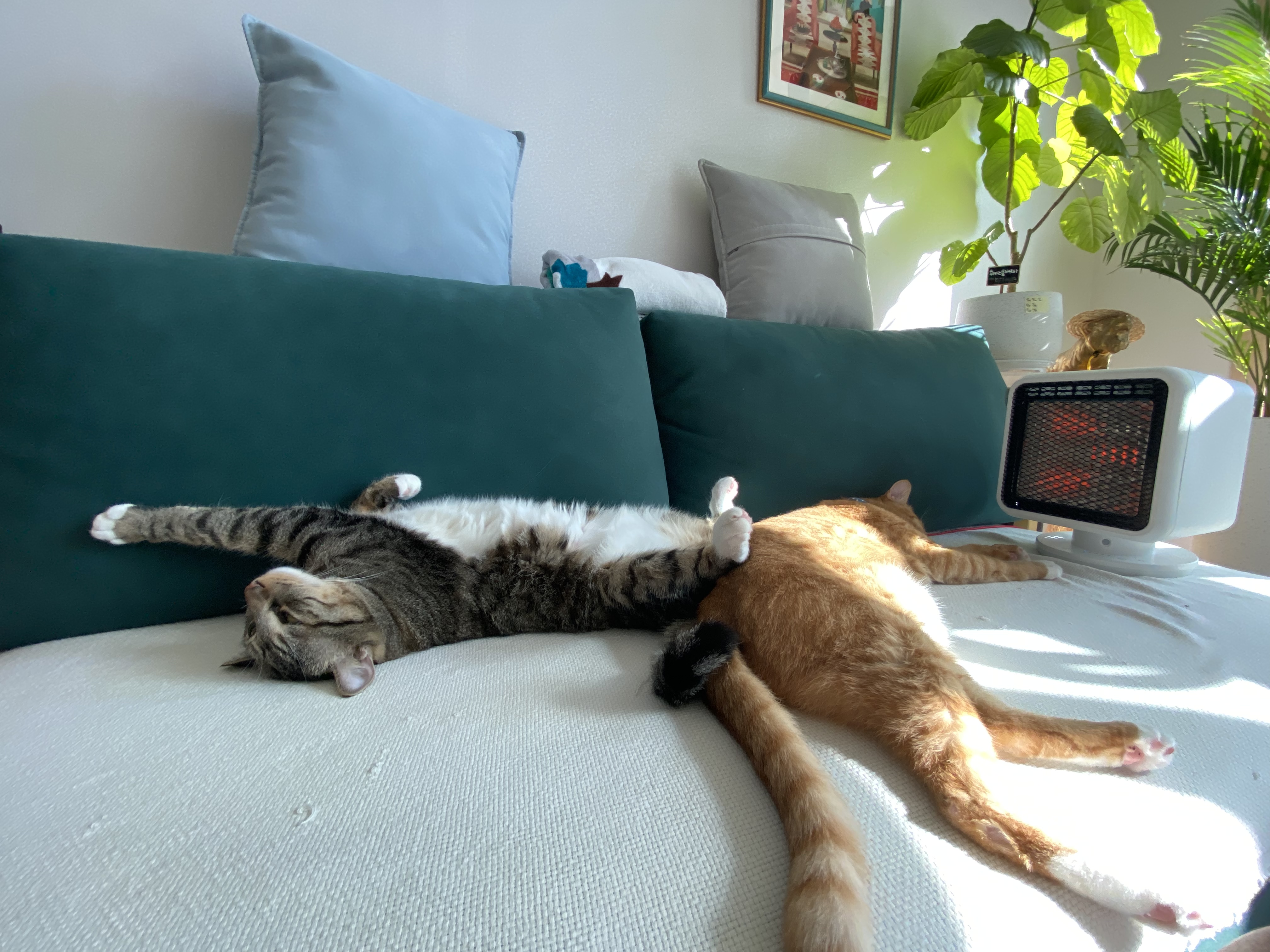 복동(야옹)이와 깨비(나폴레옹) 잘 지내고 있어요^^