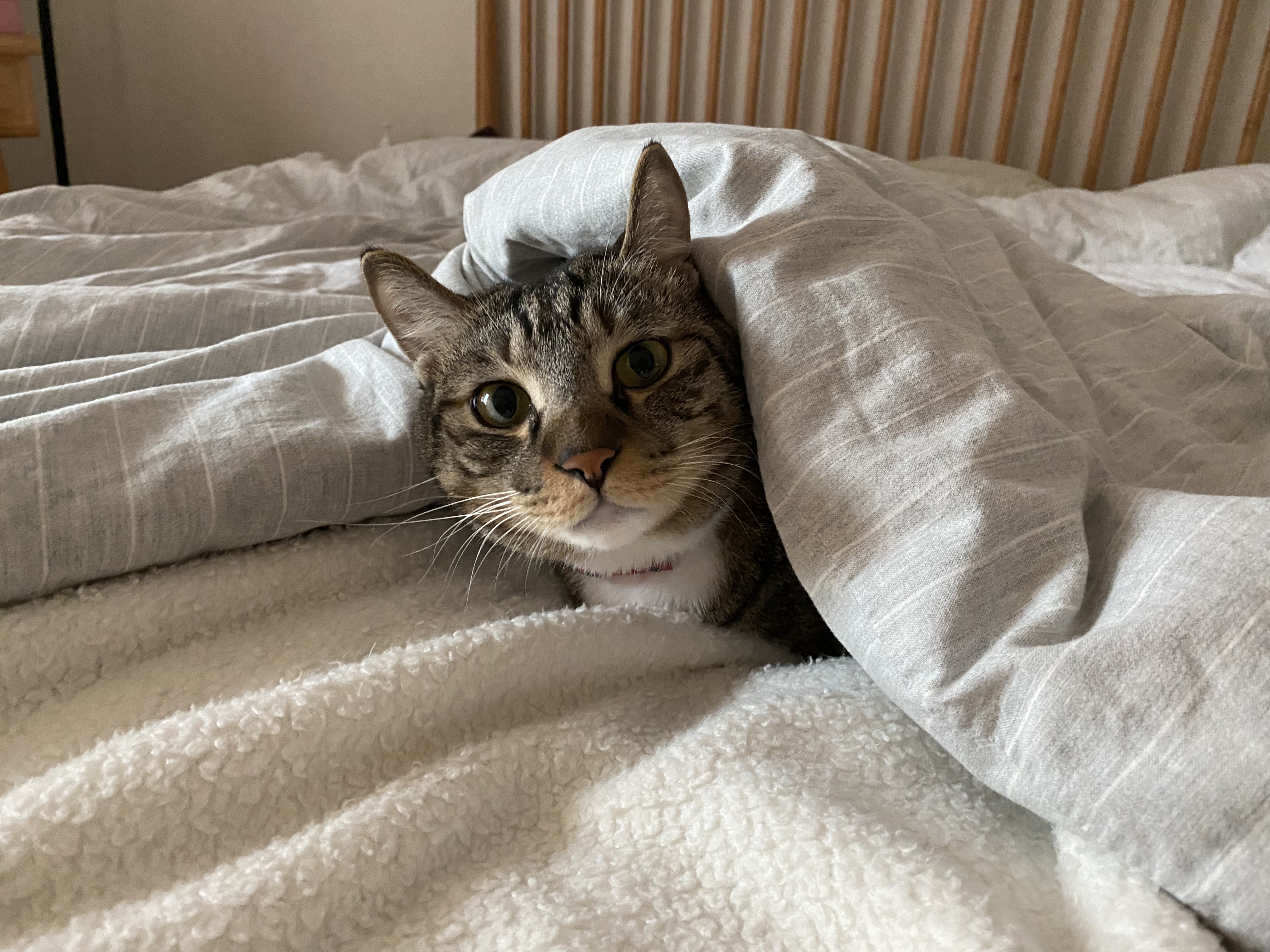 복동(야옹)이와 깨비(나폴레옹) 잘 지내고 있어요^^